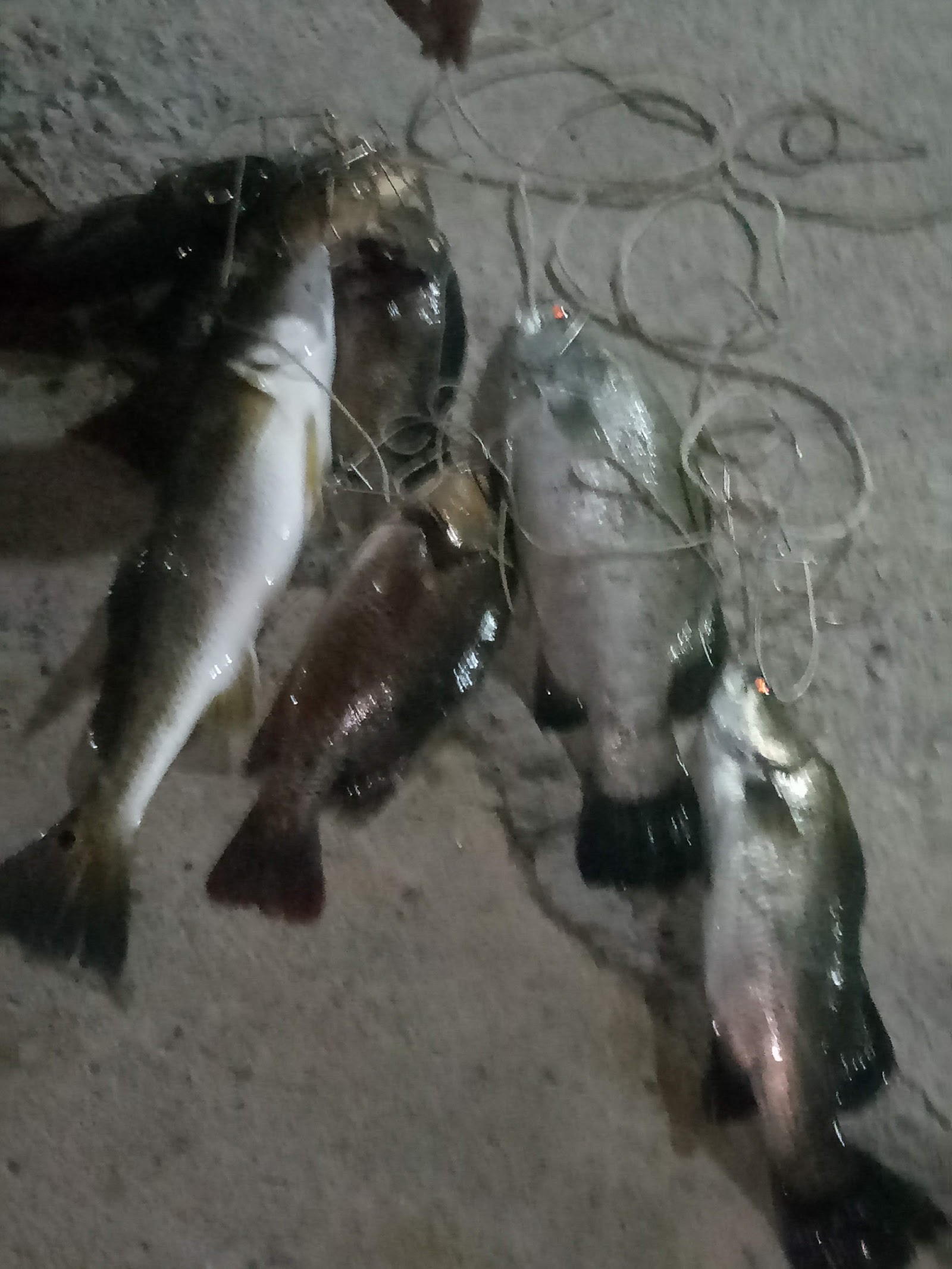 Kolam Pancing Ikan D’Karak Sungai Dua, kolam pancing di Bentong, Pahang (gambar 2)