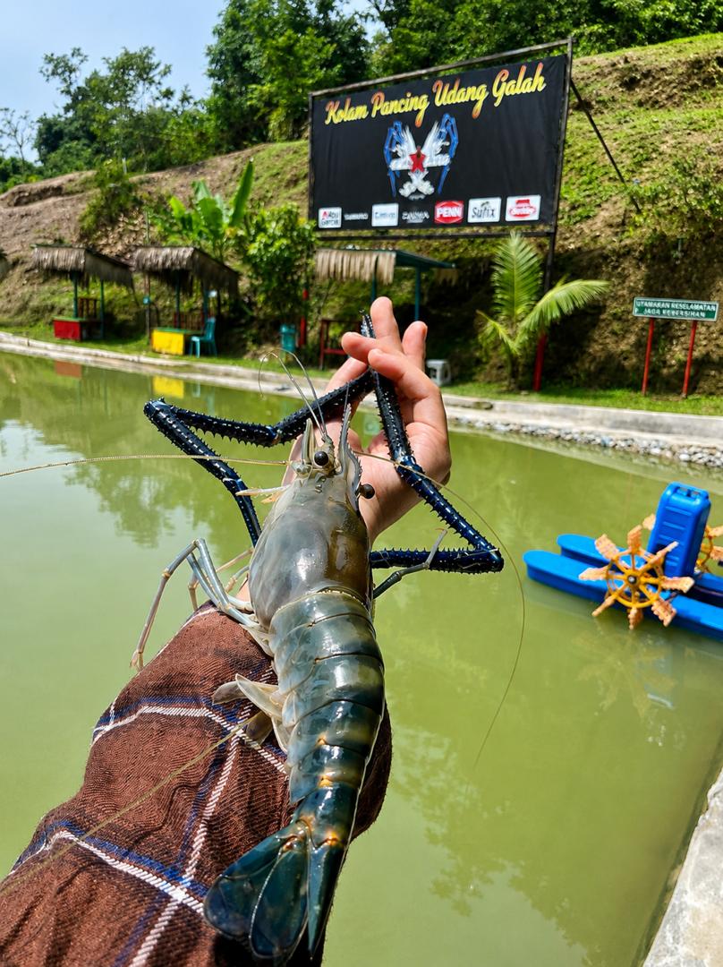 Kolam Pancing Udang Jenggo DD Desa Damai, kolam pancing di Bentong, Pahang (gambar 3)