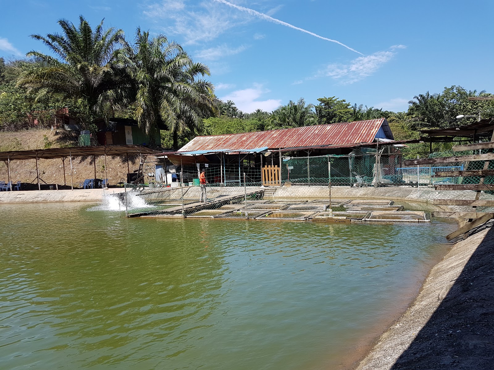 AD KOLAM AIR MASIN, kolam pancing di Batang Kali, Selangor (gambar 2)