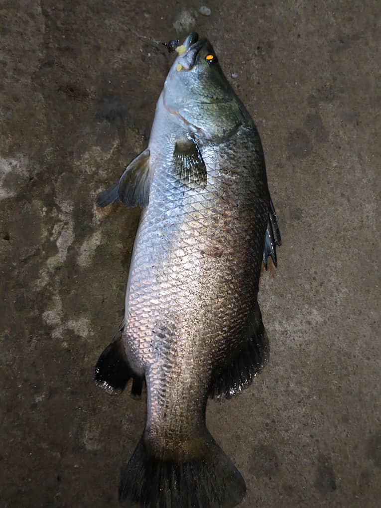 AD KOLAM AIR MASIN, kolam pancing di Batang Kali, Selangor (gambar 3)