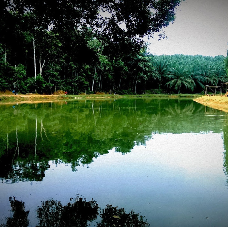 Kolam Memancing Pok Ya, fishing pond in Bandar Tun Razak, Pahang (photo 2)