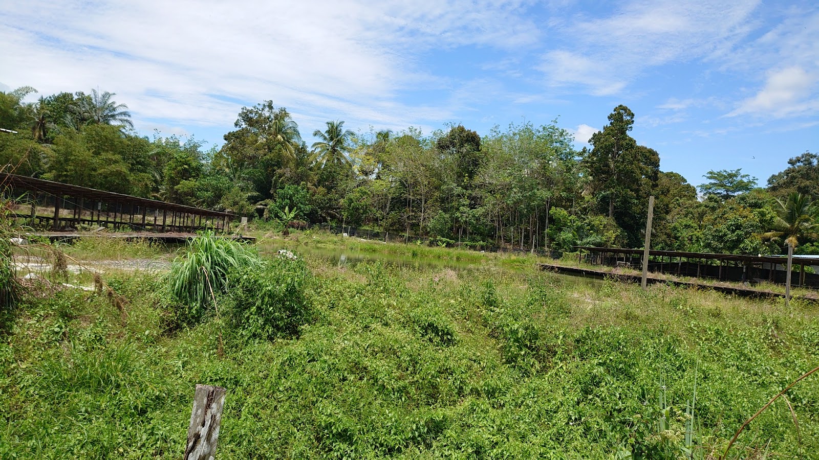 KOLAM D'BUKIT, kolam pancing di Lanchang, Pahang (gambar 3)