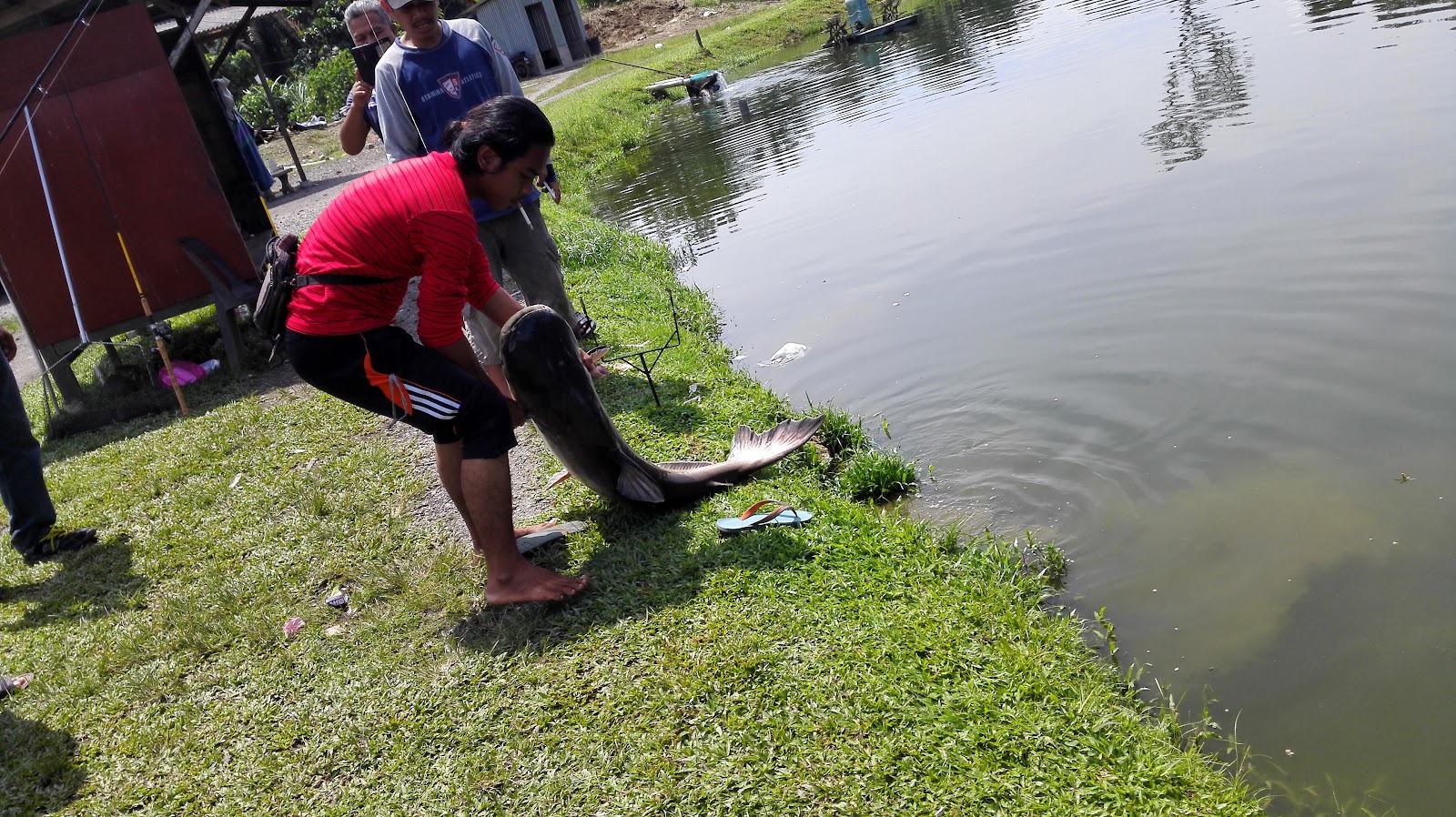 Kolam D'Semarak Air Masin, fishing pond in Batang Kali, Selangor (photo 2)