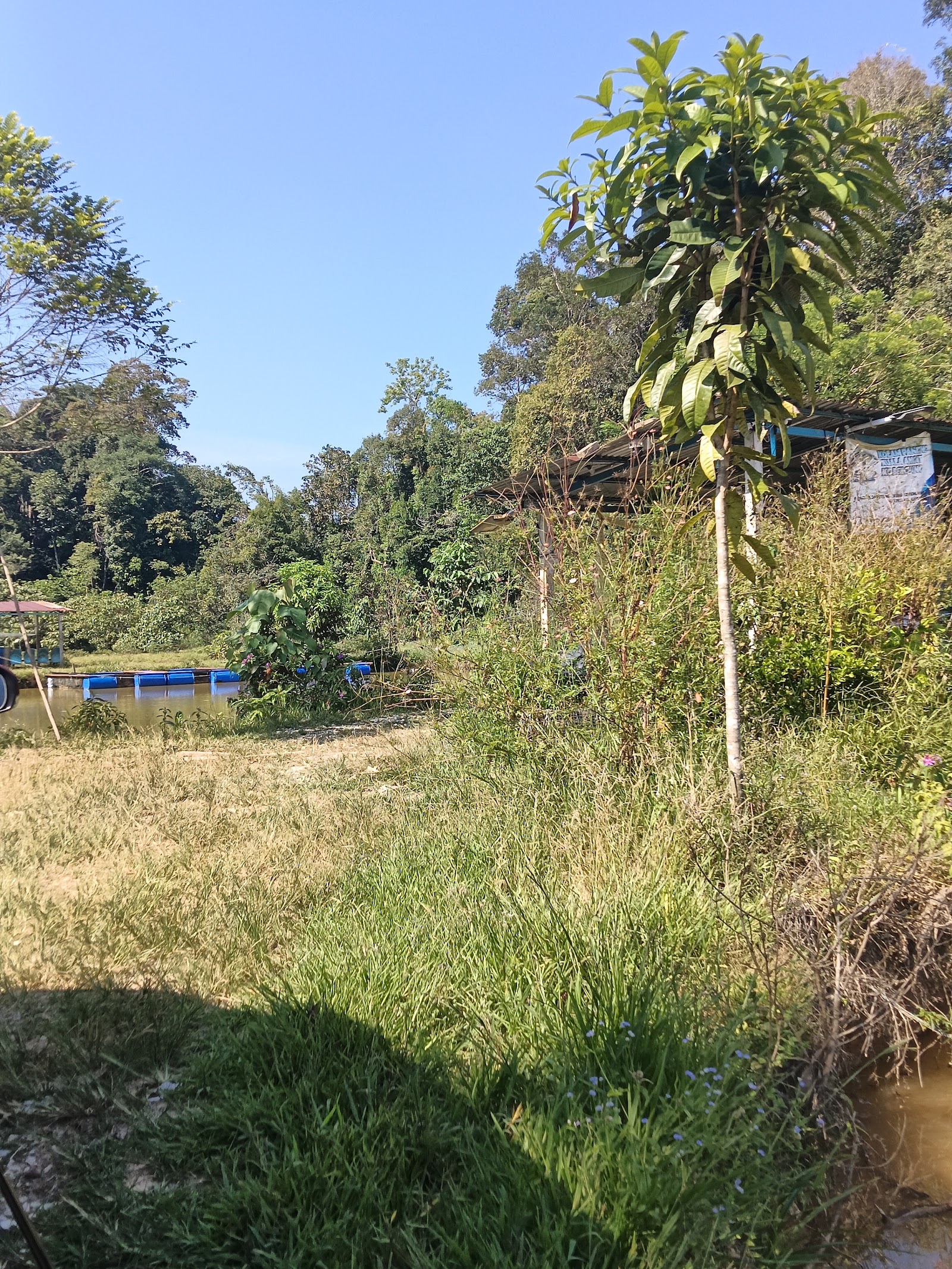 Kolam Pancing Kuala Angat Kg Berchang, kolam pancing di Padang Tengku, Pahang (gambar 3)