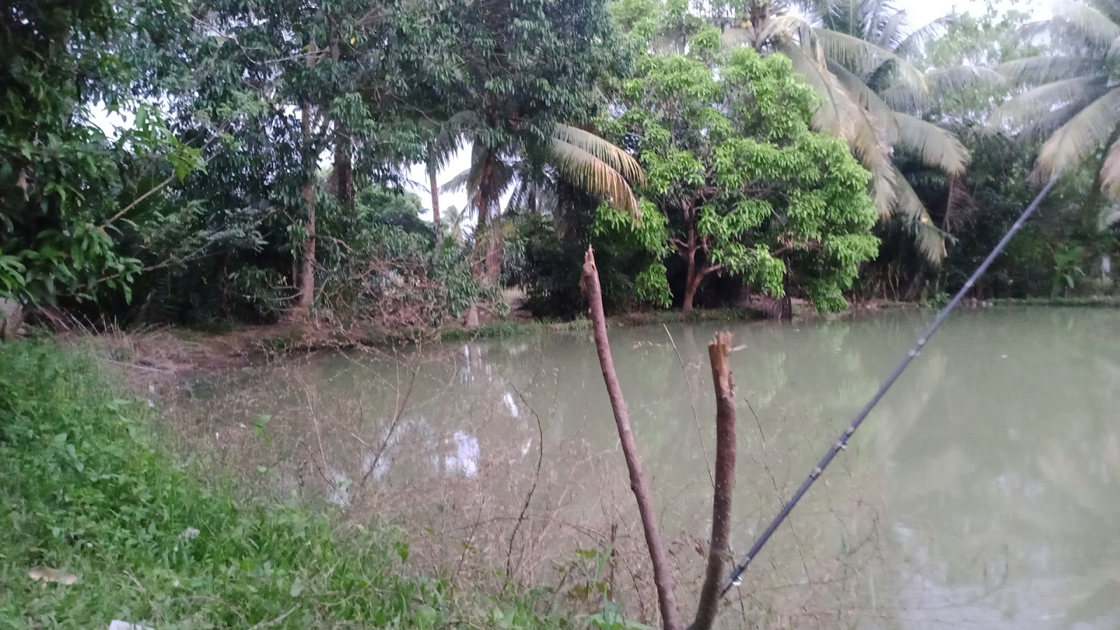 KOLAM RIZAB KELUARGA HAJI KAMALUDIN, kolam pancing di Bandar Tun Razak, Pahang (gambar 3)