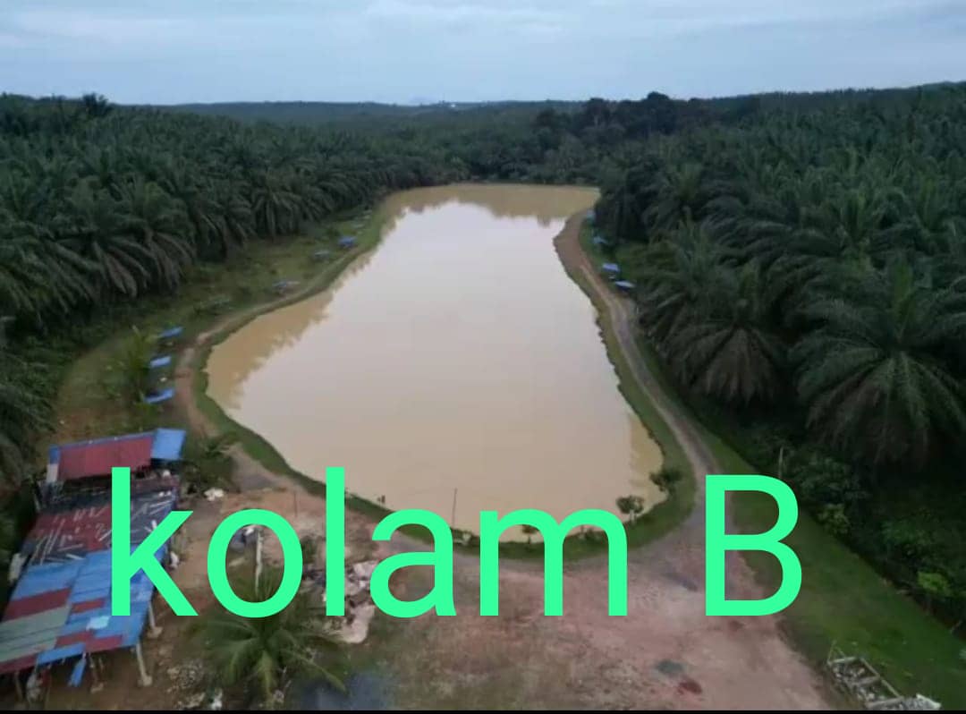 Kolam pancing Kolam Memacing Gear Box Tackle