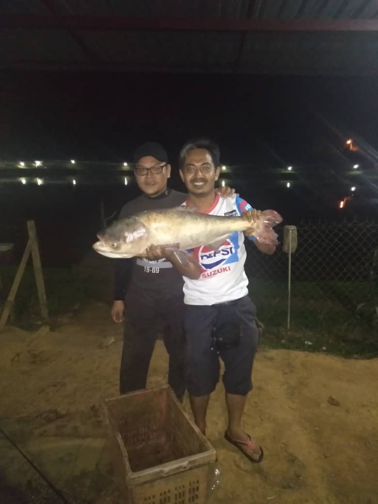 Kolam Memacing Gear Box Tackle, kolam pancing di Chenor, Pahang (gambar 2)