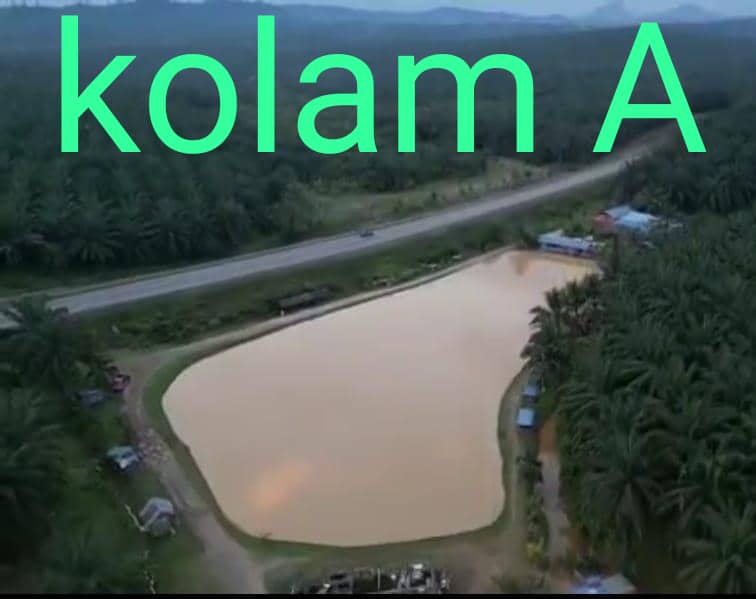 Kolam Memacing Gear Box Tackle, kolam pancing di Chenor, Pahang (gambar 3)