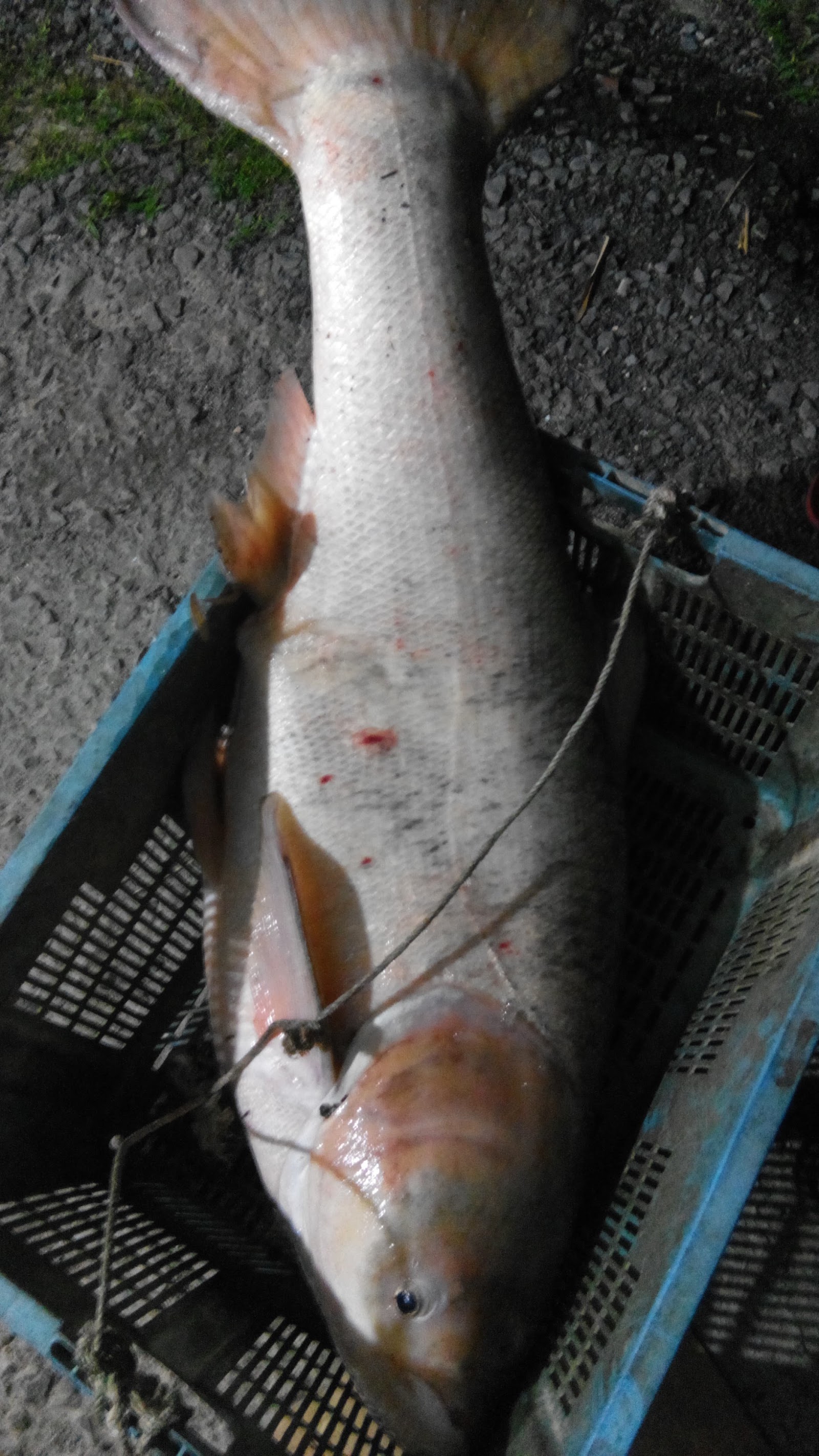 Kolam Pancing Tok Nan, fishing pond in Jerantut, Pahang (photo 3)