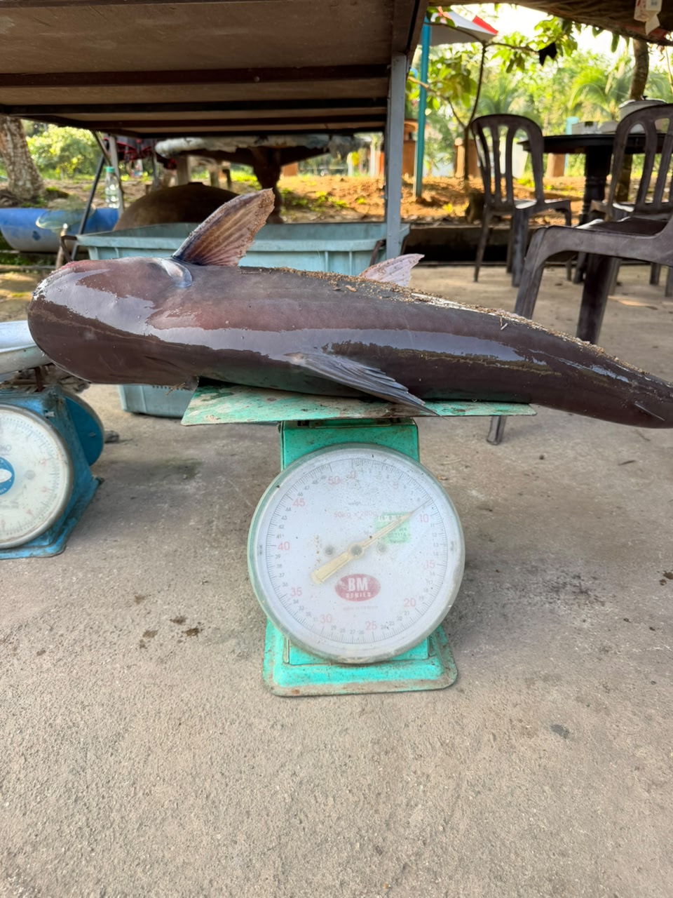 KOLAM PANCING LEMBAH BINJAI, kolam pancing di Jerantut, Pahang (gambar 3)