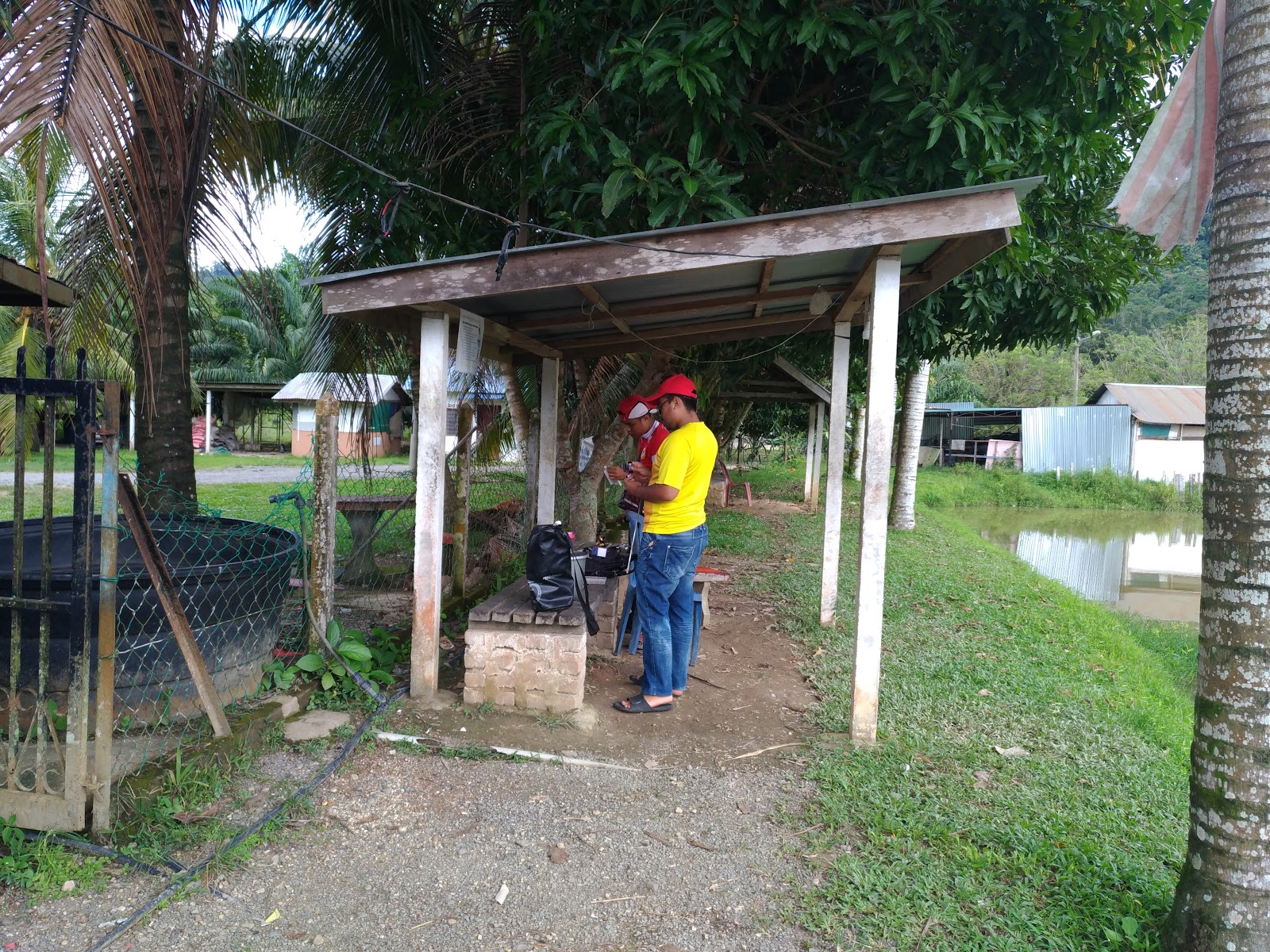 Kolam Tok 4, fishing pond in Jerantut, Pahang (photo 3)