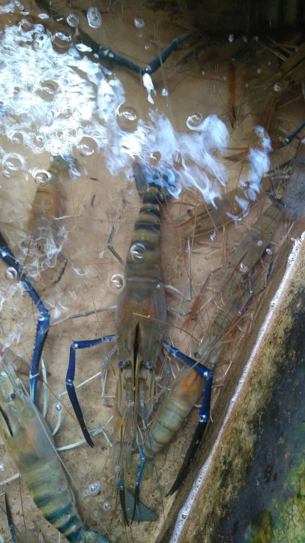 Kolam Mancing TreeUnder, kolam pancing di Kuantan, Pahang (gambar 3)