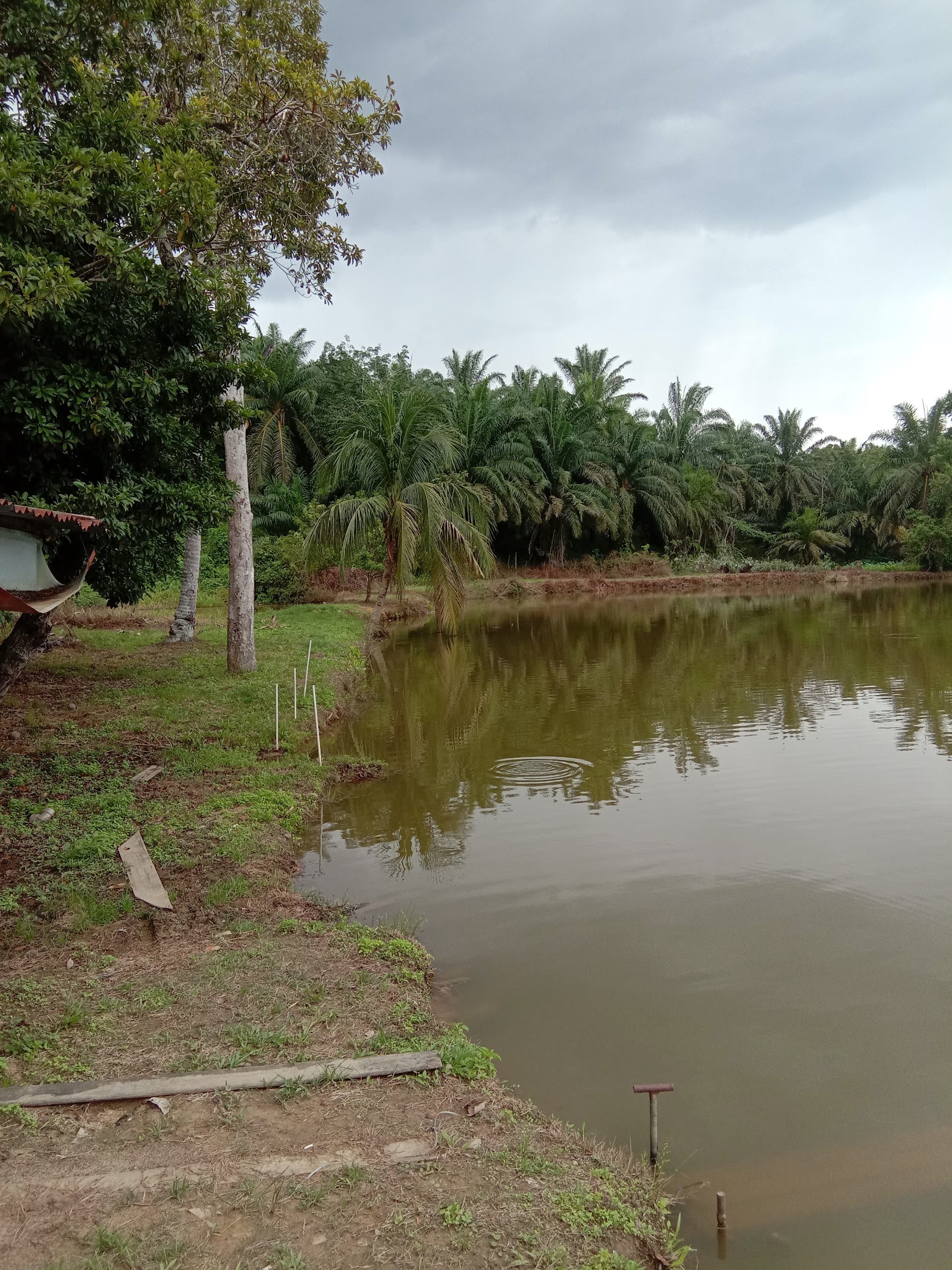 Kolam Pancing D'Peruang 1, kolam pancing di Benta, Pahang (gambar 3)