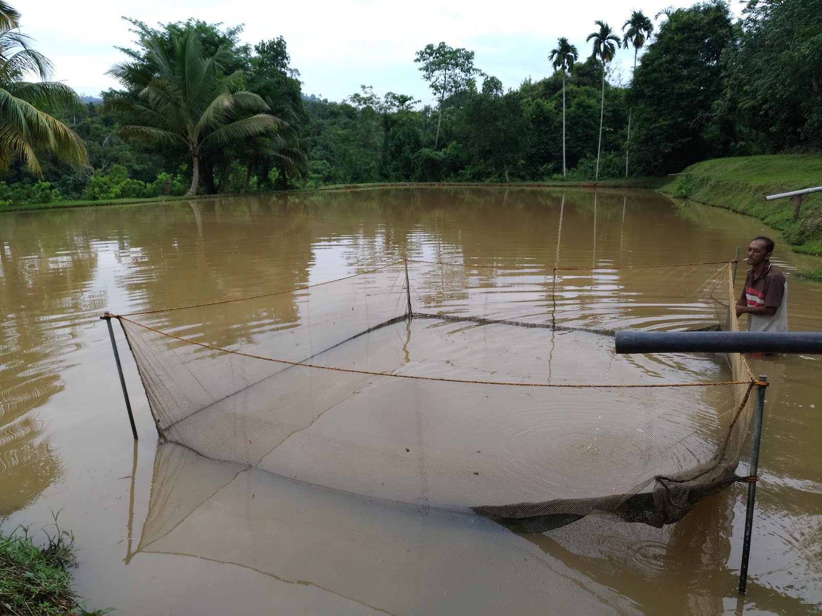 Kolam NASA, fishing pond in Jerantut, Pahang (photo 3)