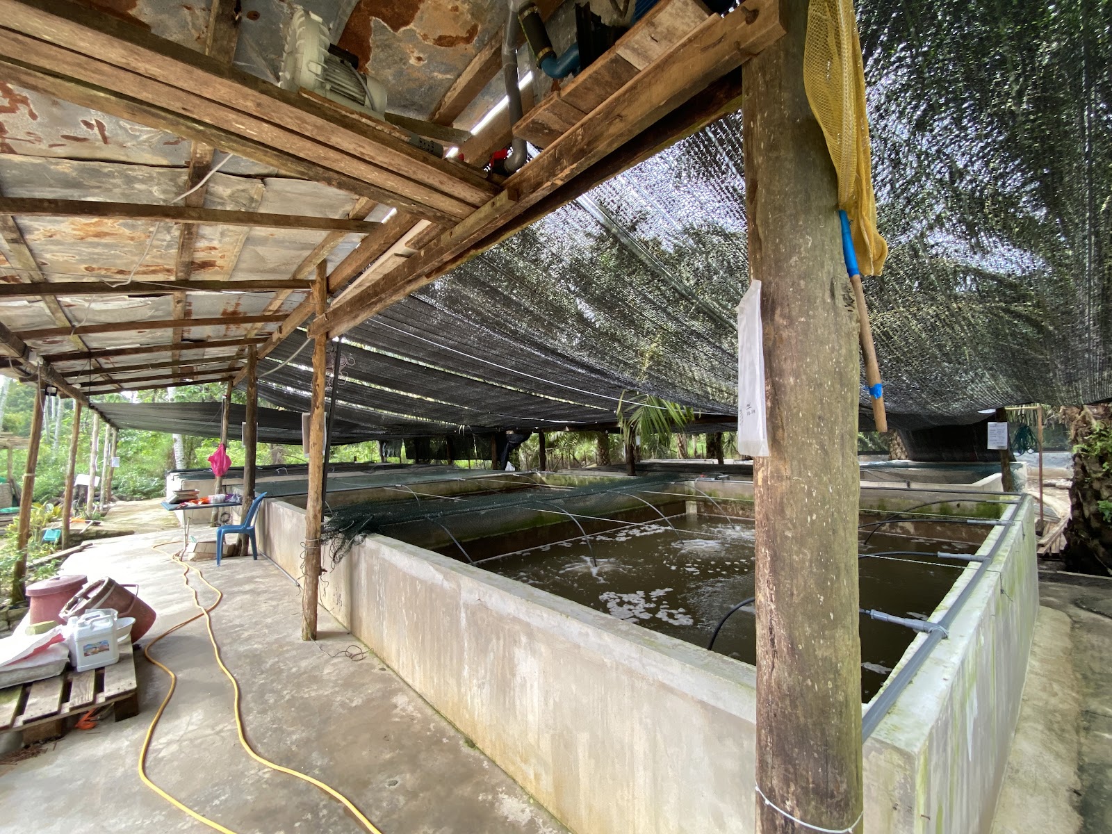 Kolam Biofloc Along, fishing pond in Pekan, Pahang (photo 2)
