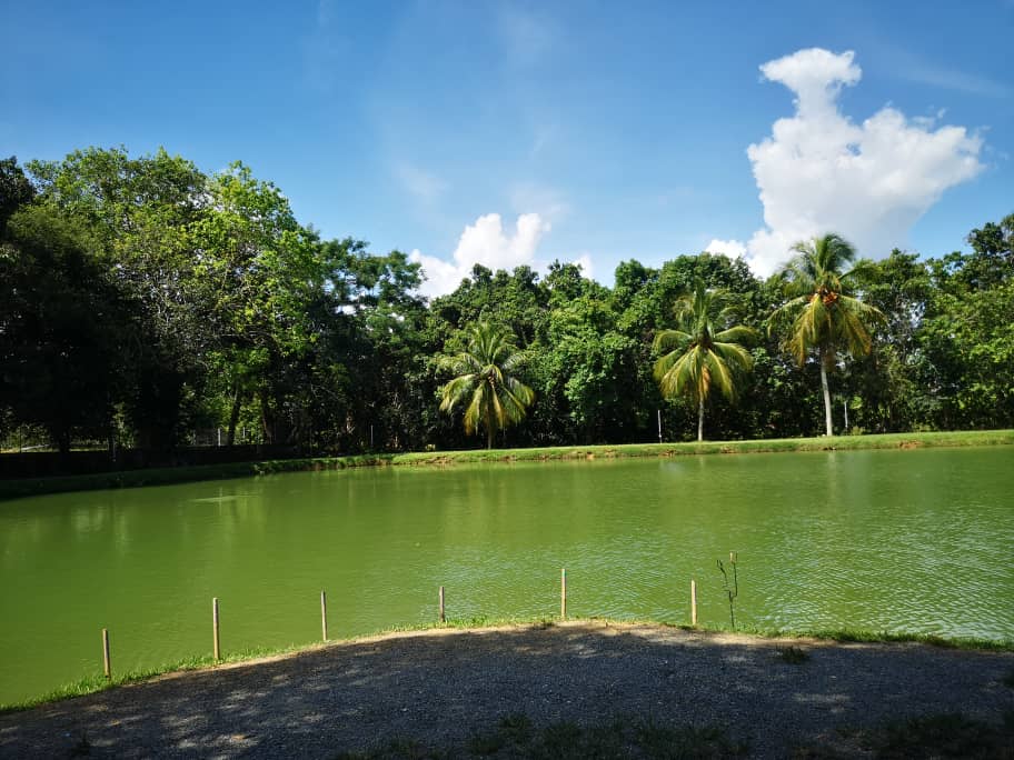 Kolam Memancing A.B.E, Batu Pahat, kolam pancing di Kangar, Perlis (gambar 2)