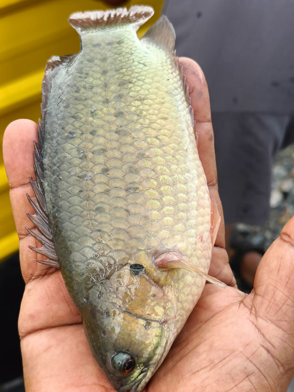 Kolam Memancing Qaseh Eccah fishing pond
