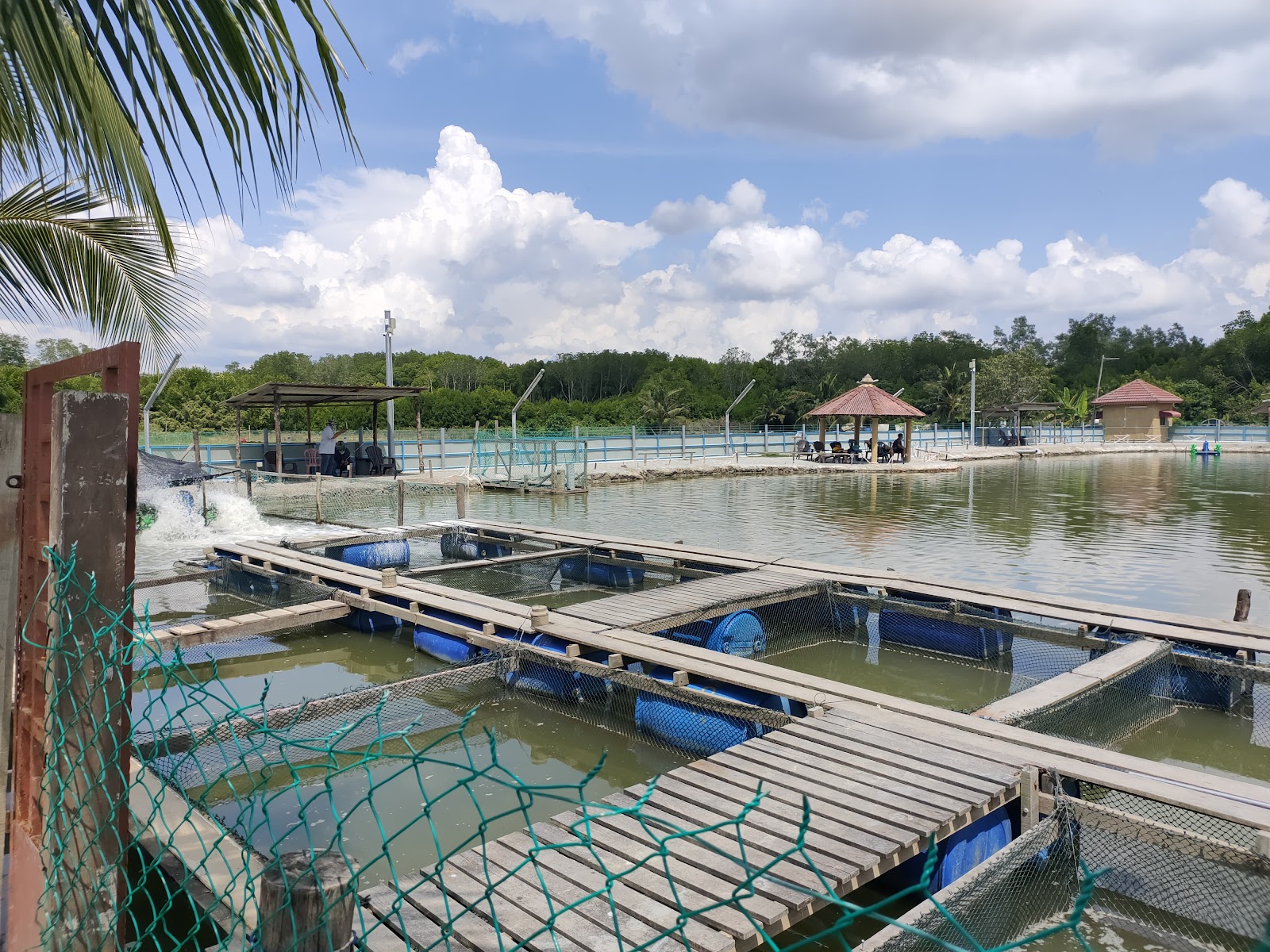 MF FISHING, kolam pancing di Muar, Johor (gambar 3)