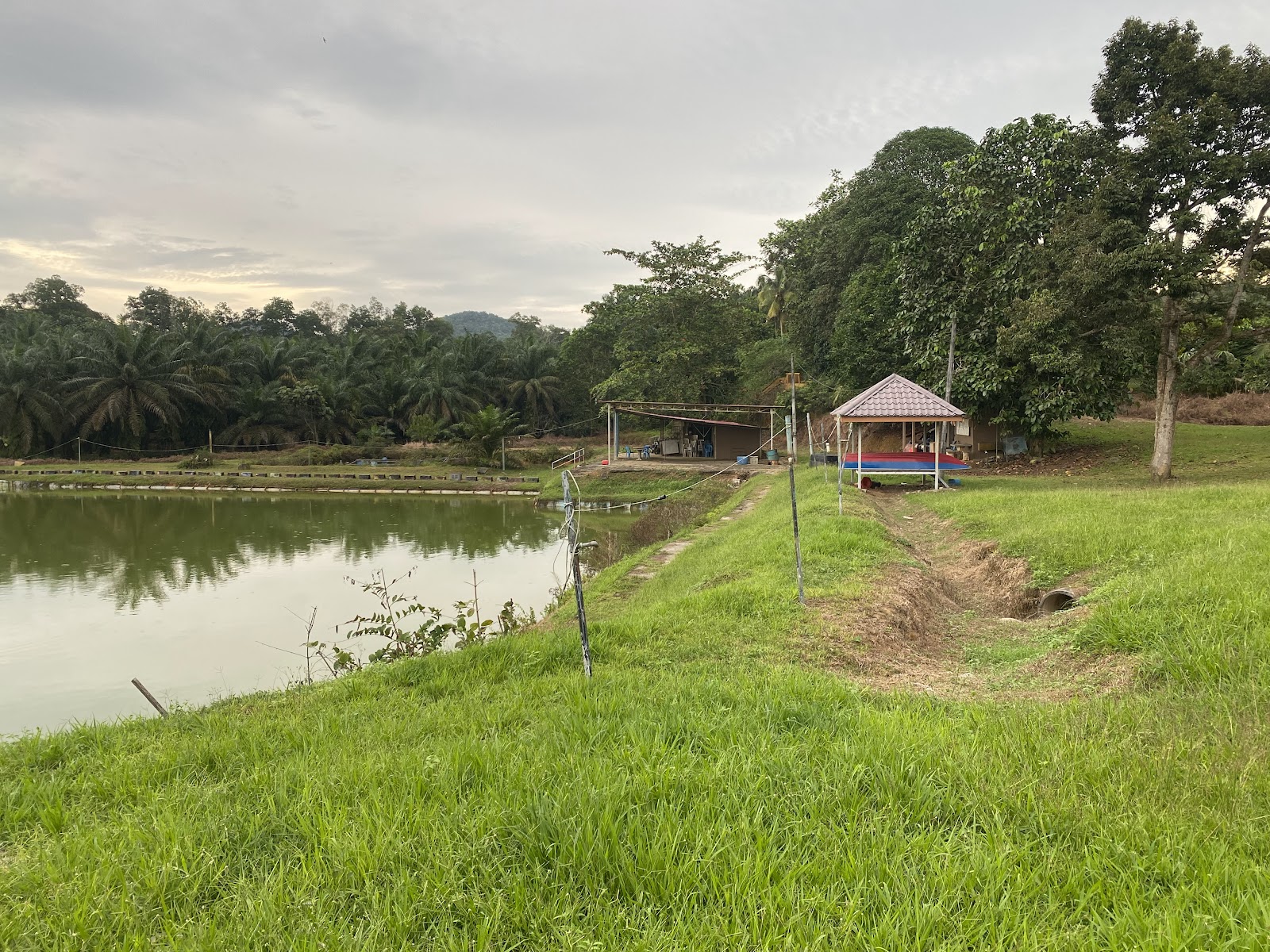 Dgugusan Sport Fishing, kolam pancing di Kluang, Johor (gambar 2)