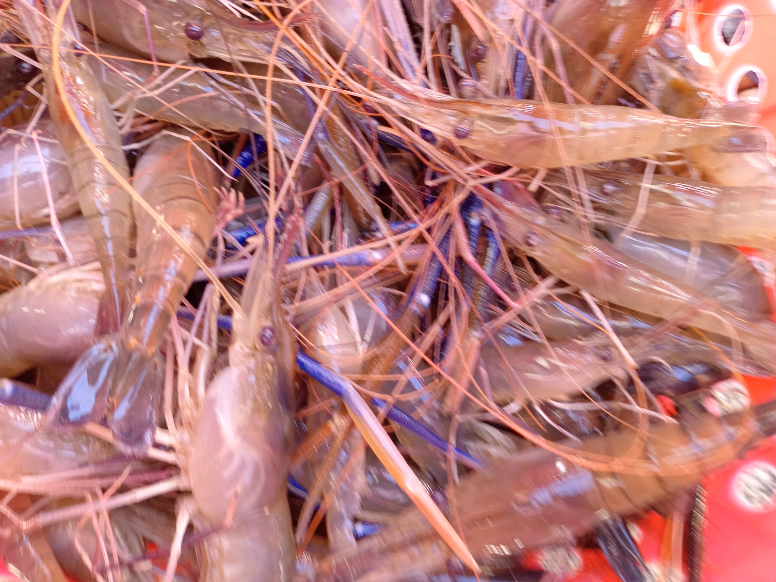 Kolam pancing udang galah bukit gambir, kolam pancing di Tangkak, Johor (gambar 2)