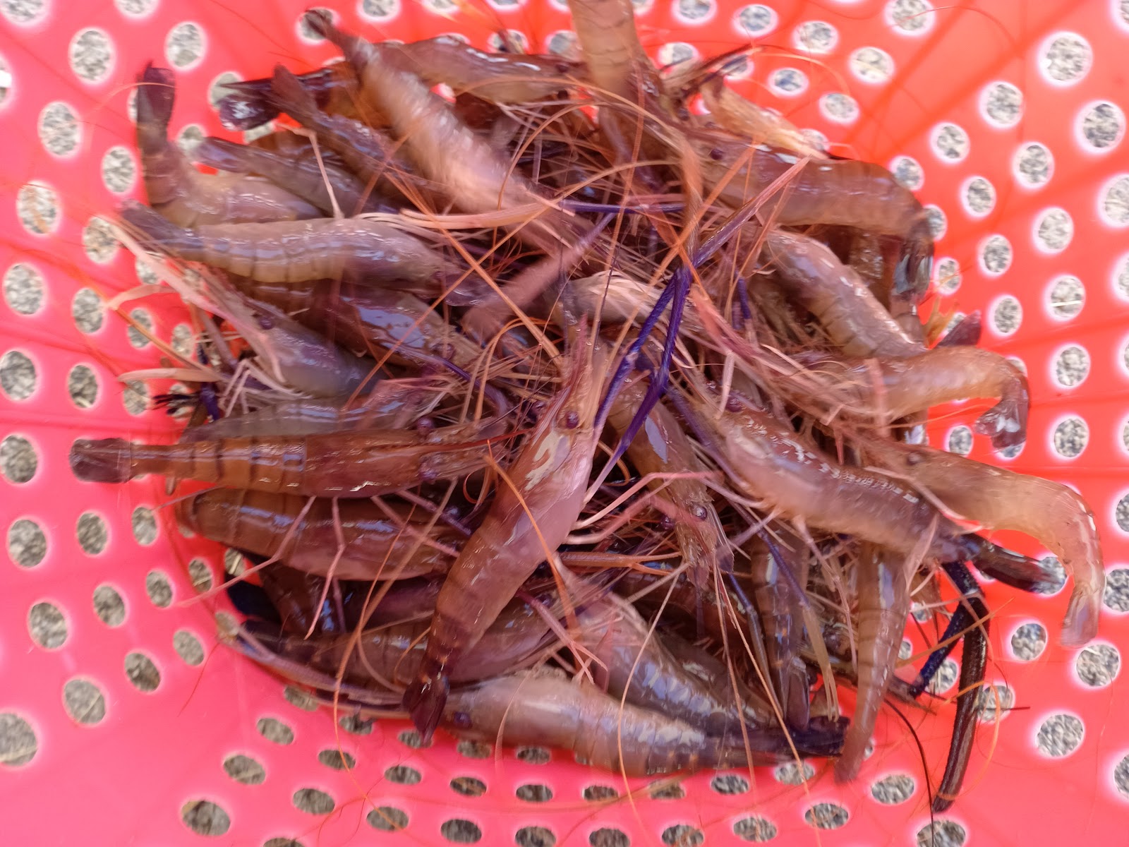 Kolam pancing udang galah bukit gambir, kolam pancing di Tangkak, Johor (gambar 3)
