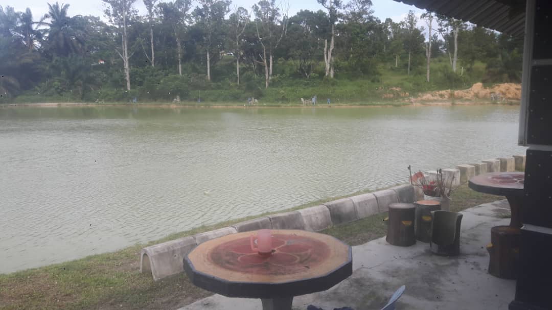 Kolam Kaseh Mini Tasik Felda Inas, kolam pancing di Kulai, Johor (gambar 3)