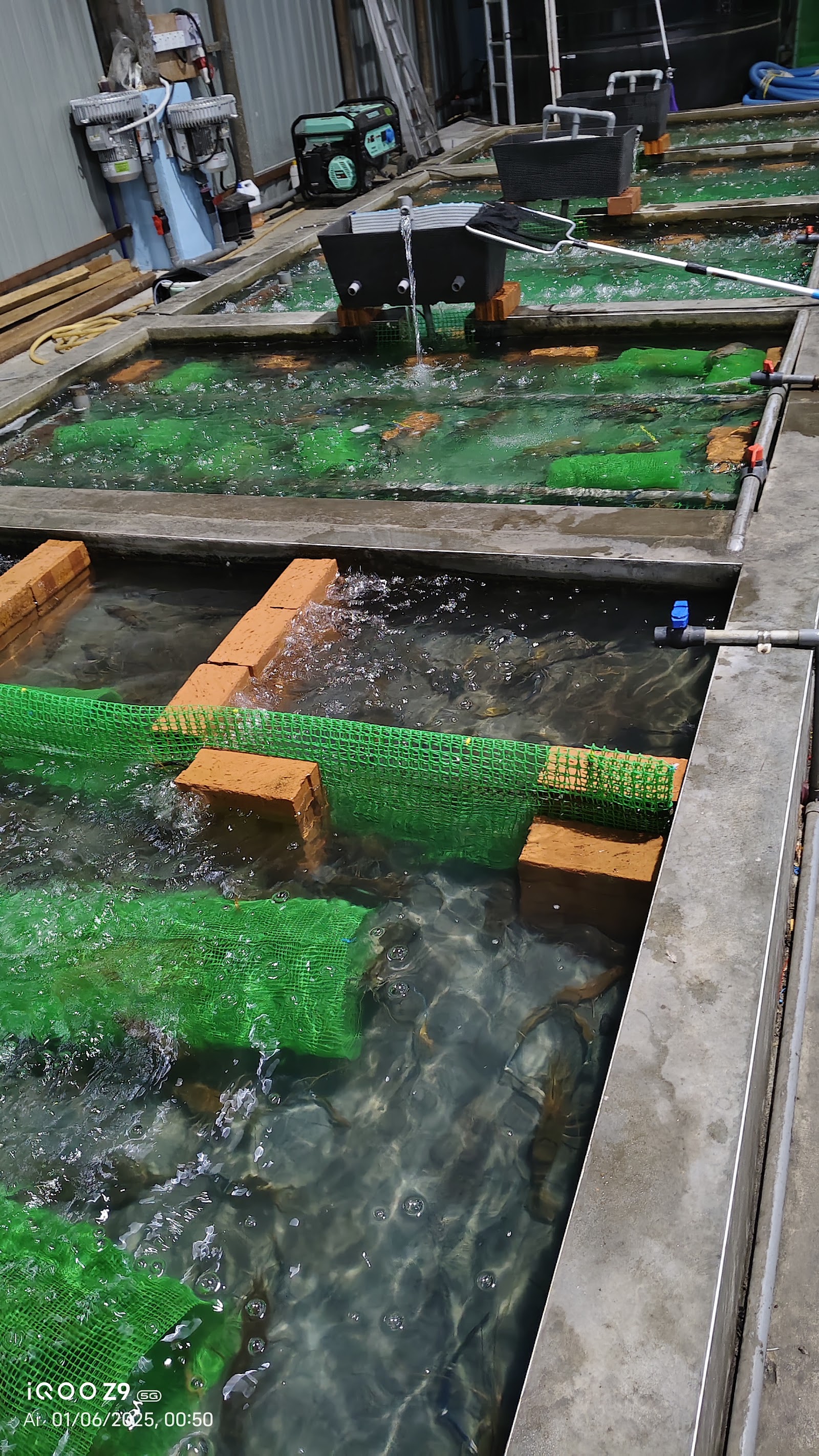 PUSAT MEMANCING YP UDANG BIRU, fishing pond in Yong Peng, Johor (photo 2)