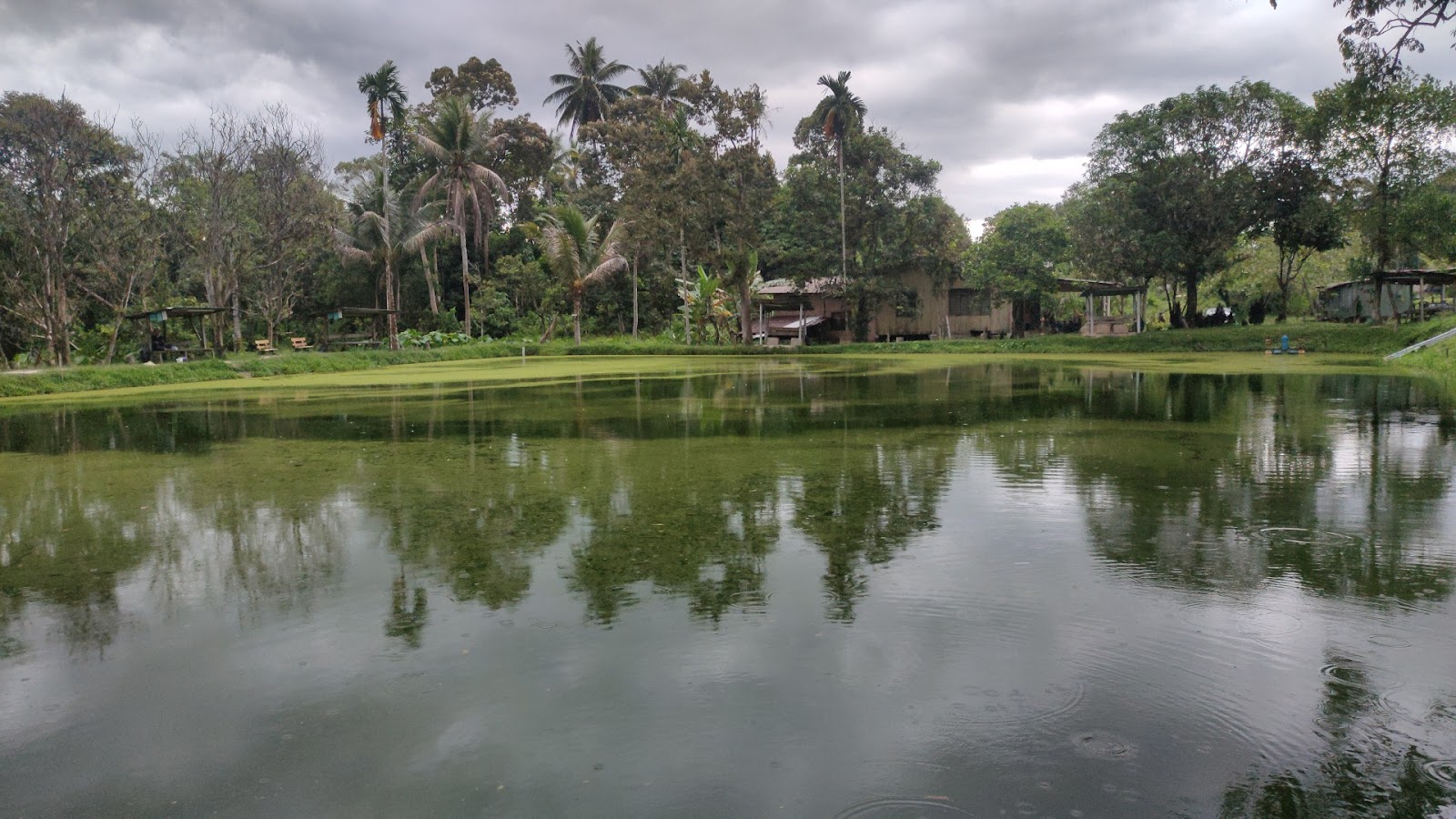 Kolam Pancing Jedok, fishing pond in Tanah Merah, Kelantan (photo 3)