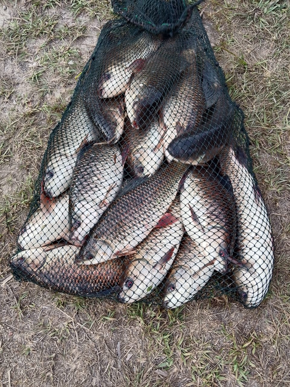 Kolam Pancing Sungai Mas, kolam pancing di Bandar Machang, Kelantan (gambar 1)