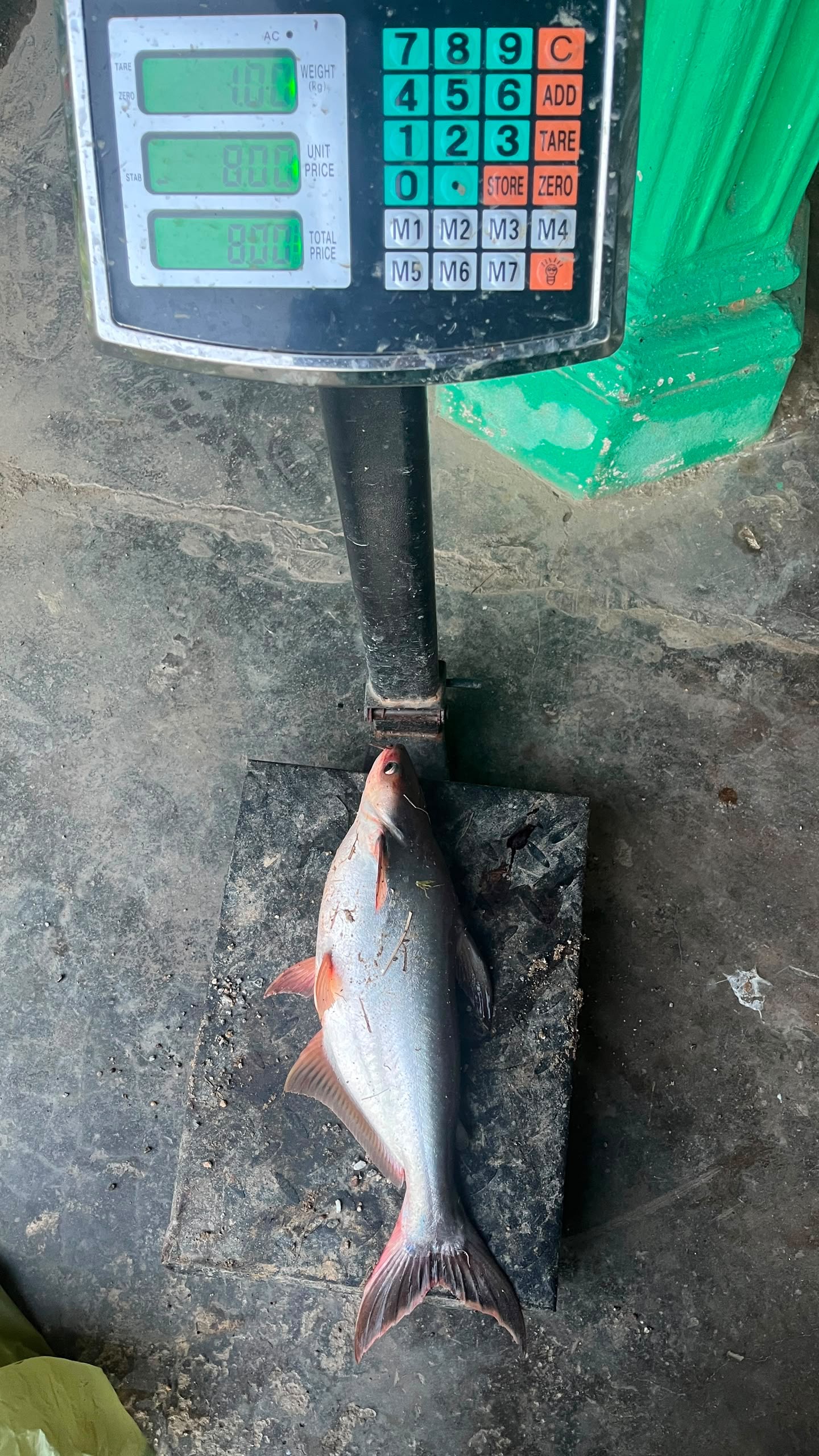 Kolam pancing KOLAM MEMANCING ANUAR TERMURAH TANAH MERAH