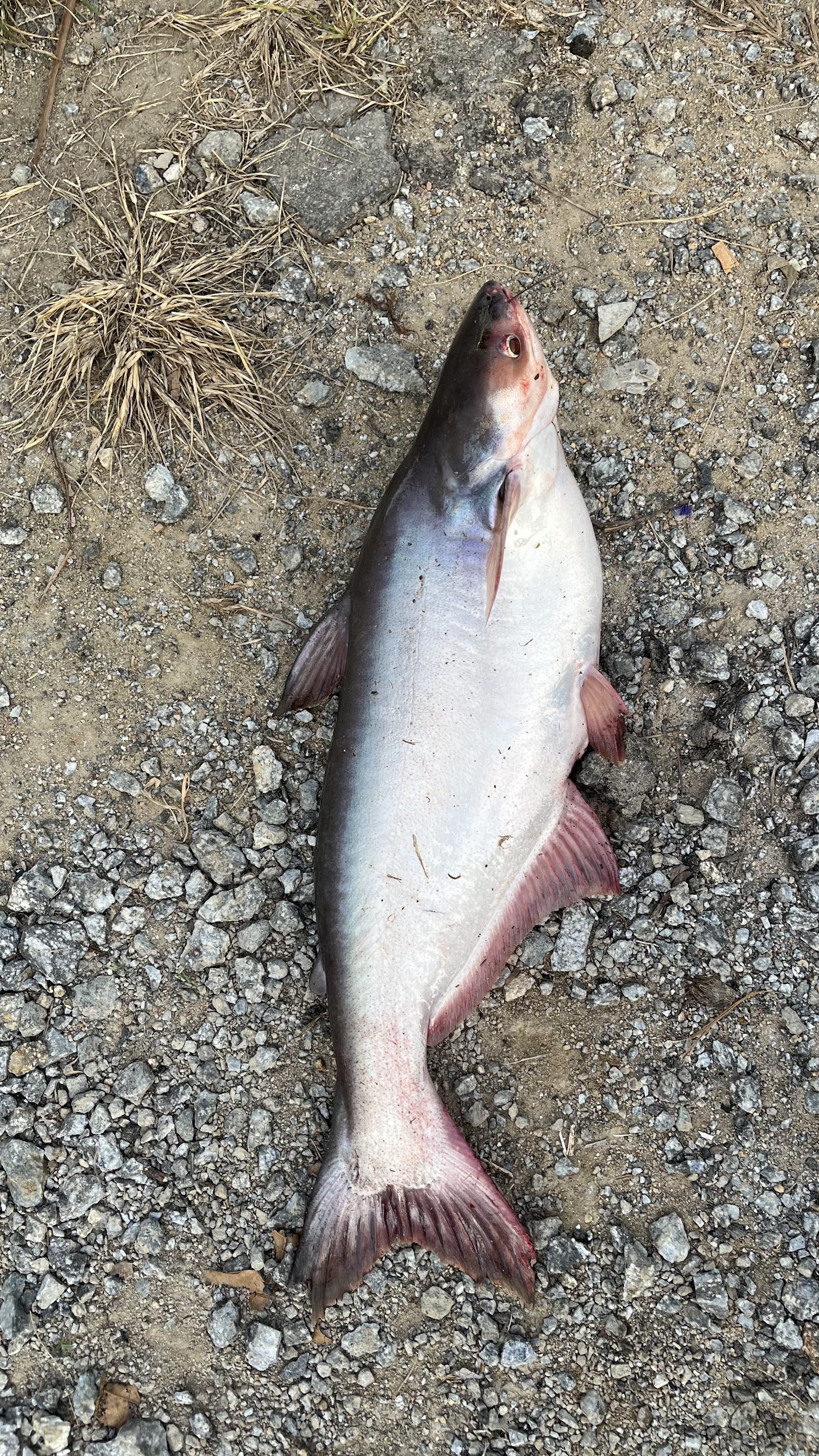 KOLAM MEMANCING ANUAR TERMURAH TANAH MERAH, kolam pancing di Tanah Merah, Kelantan (gambar 3)