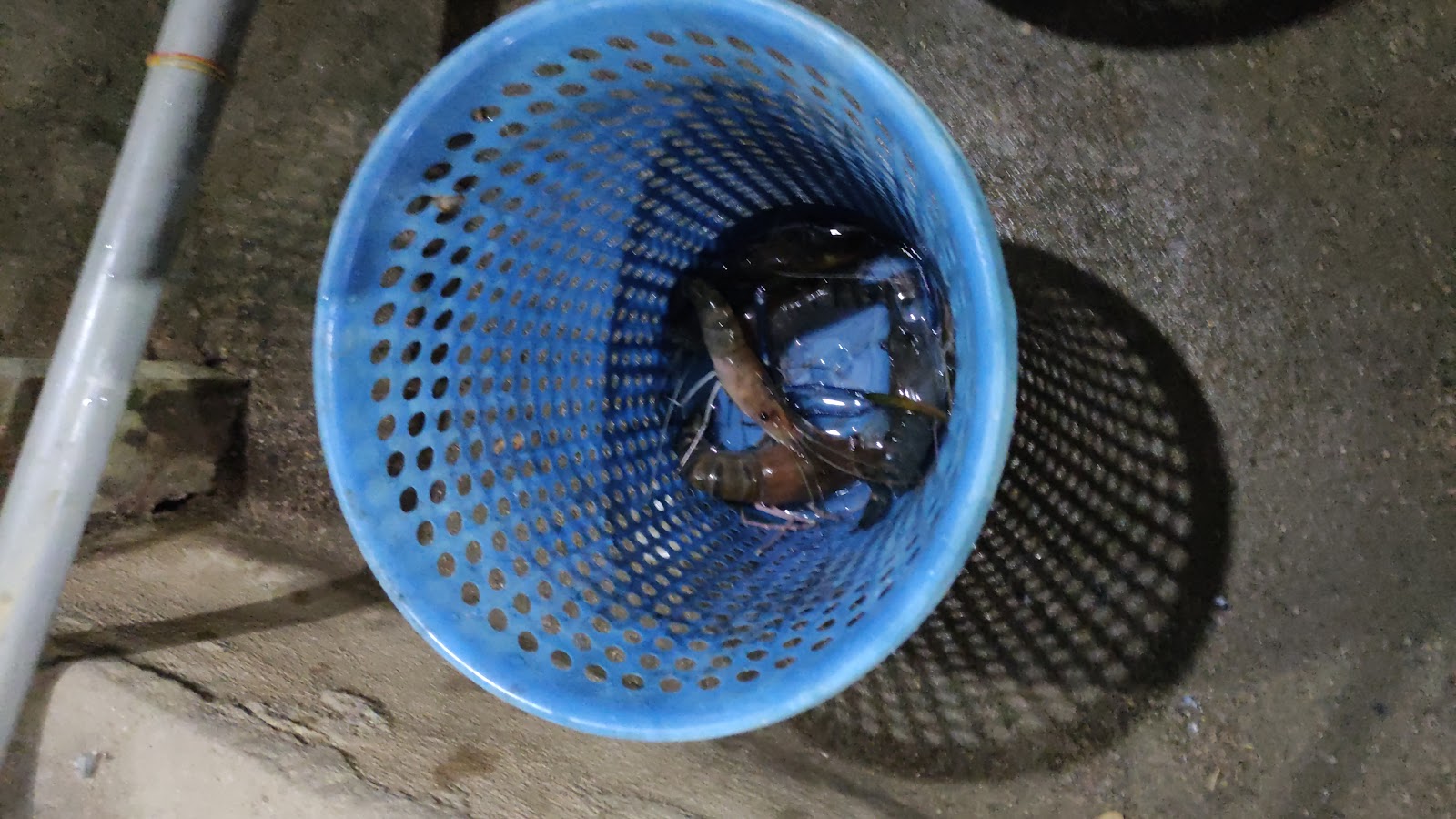 Kolam Memancing Udang Galah Kg Kerawang, kolam pancing di Pulai Chondong, Kelantan (gambar 2)