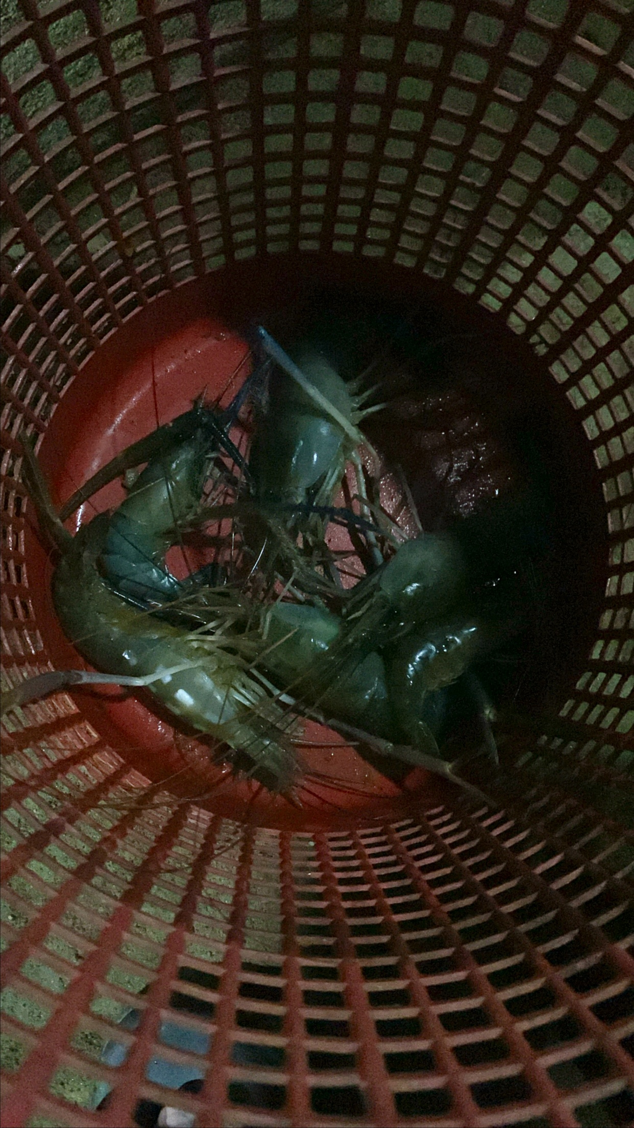 Kolam Memancing Udang Galah Kg Kerawang, kolam pancing di Pulai Chondong, Kelantan (gambar 3)
