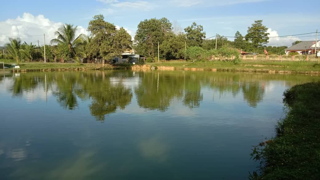 Kolam Pancing Ayah Him Paloh 1, fishing pond in Kelantan (photo 2)