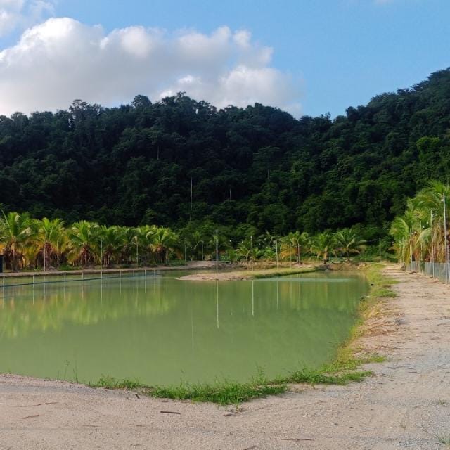 Kolam pancing KOLAM PANCING KAKI BUKIT