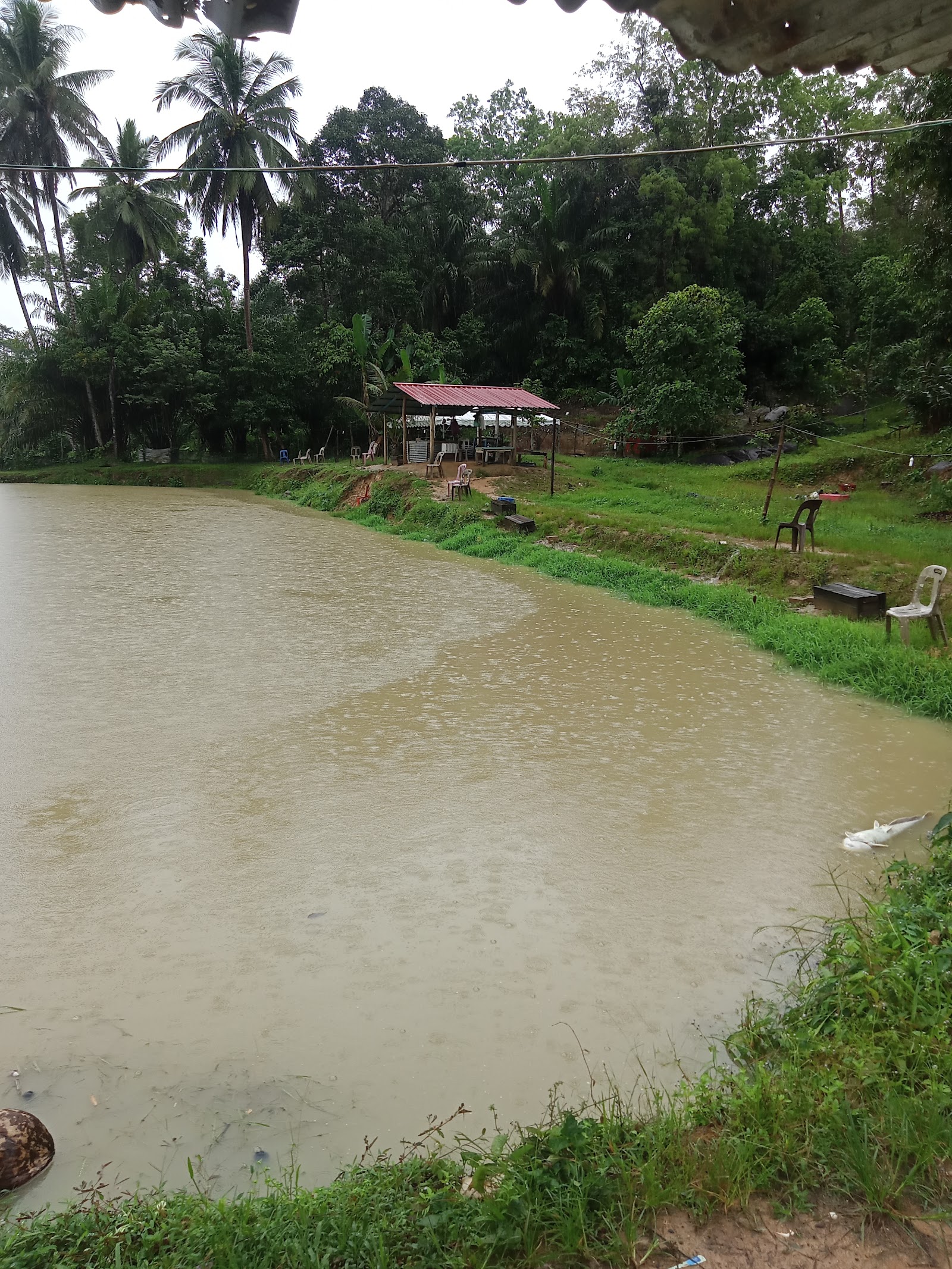 Kolam Pisang, fishing pond in Kuala Krai, Kelantan (photo 2)