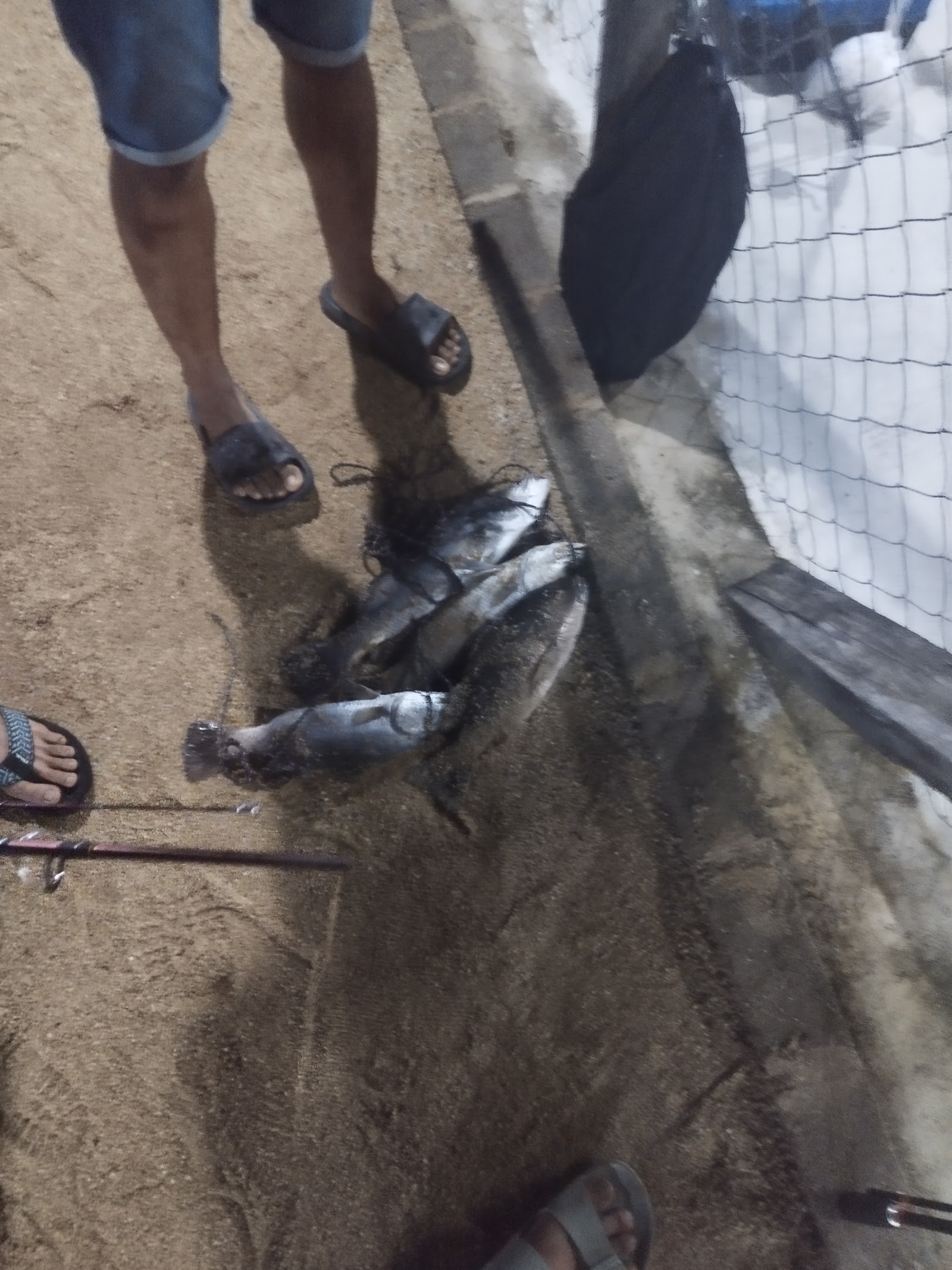 Kolam Pancing Kg Raja, fishing pond in Kampung Raja, Terengganu (photo 3)