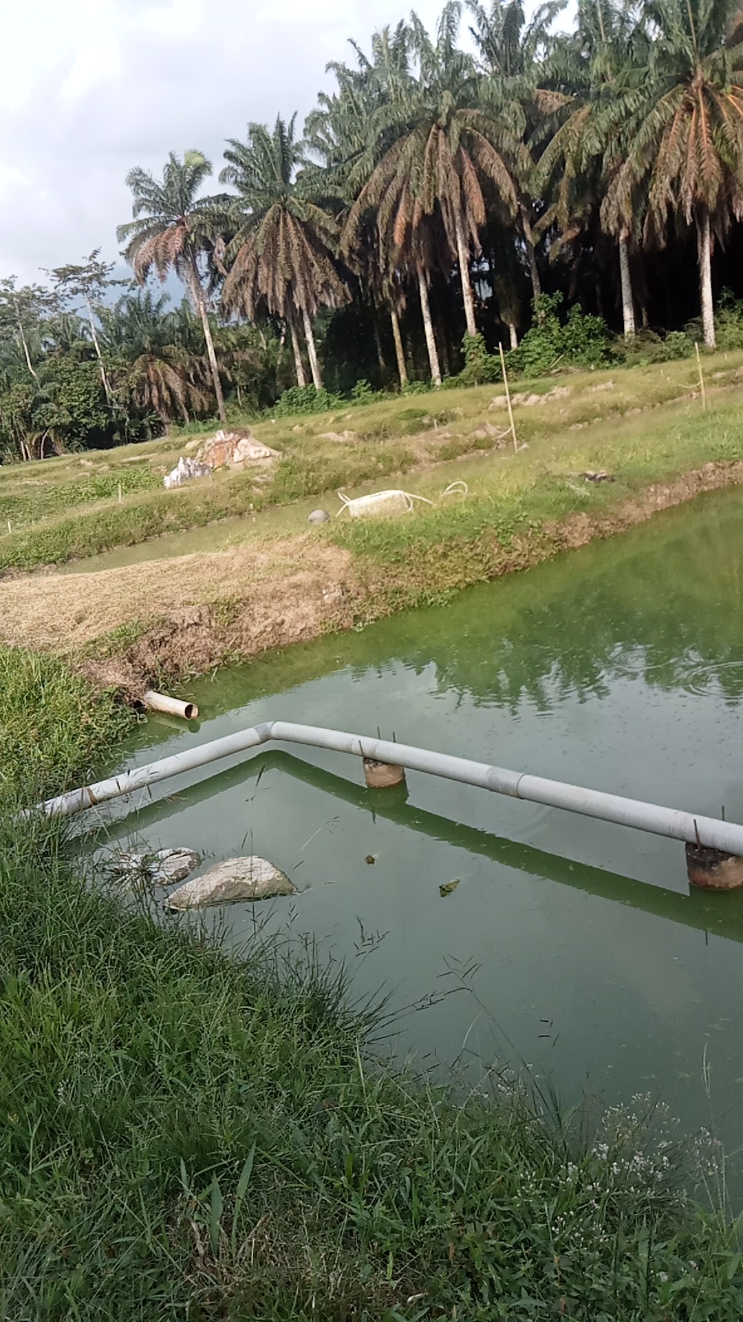Lepan Jaya Fishing Pond fishing pond