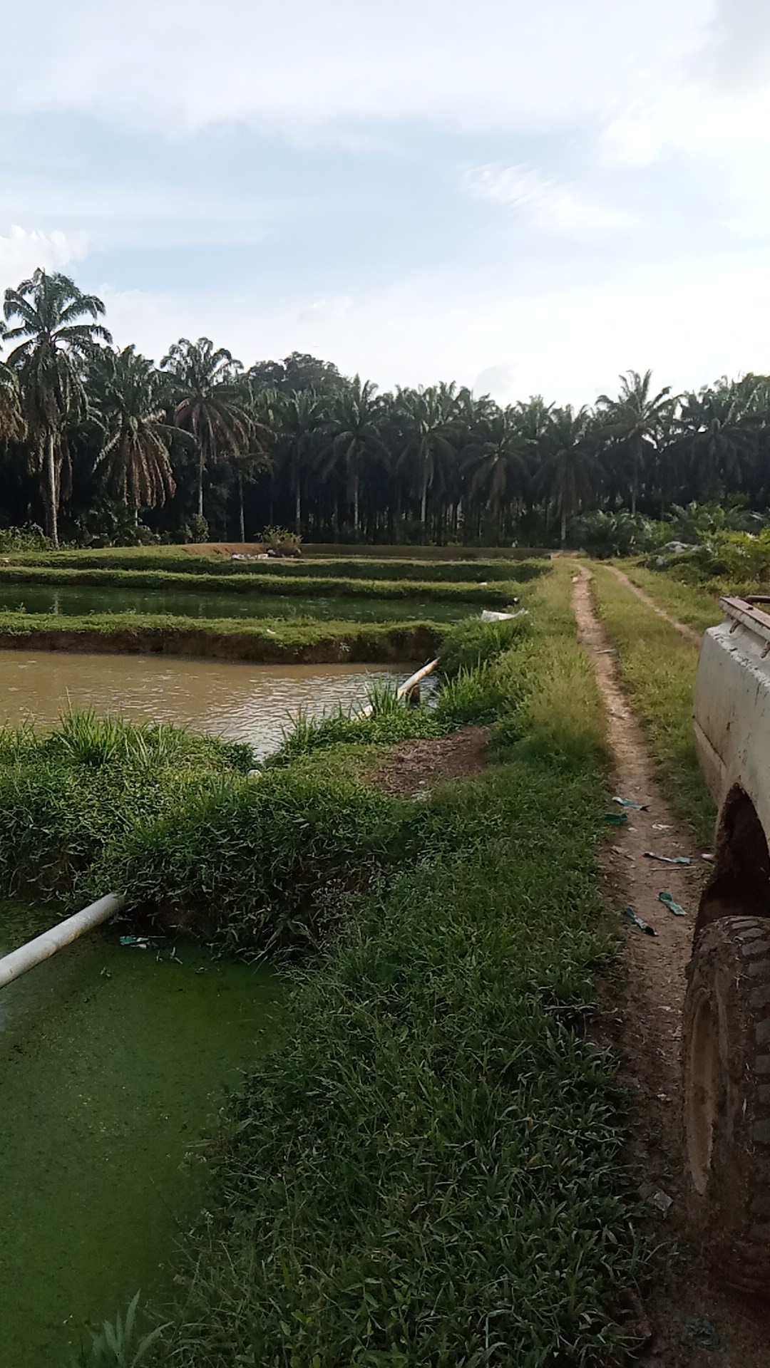 Lepan Jaya Fishing Pond, kolam pancing di Gua Musang, Kelantan (gambar 2)