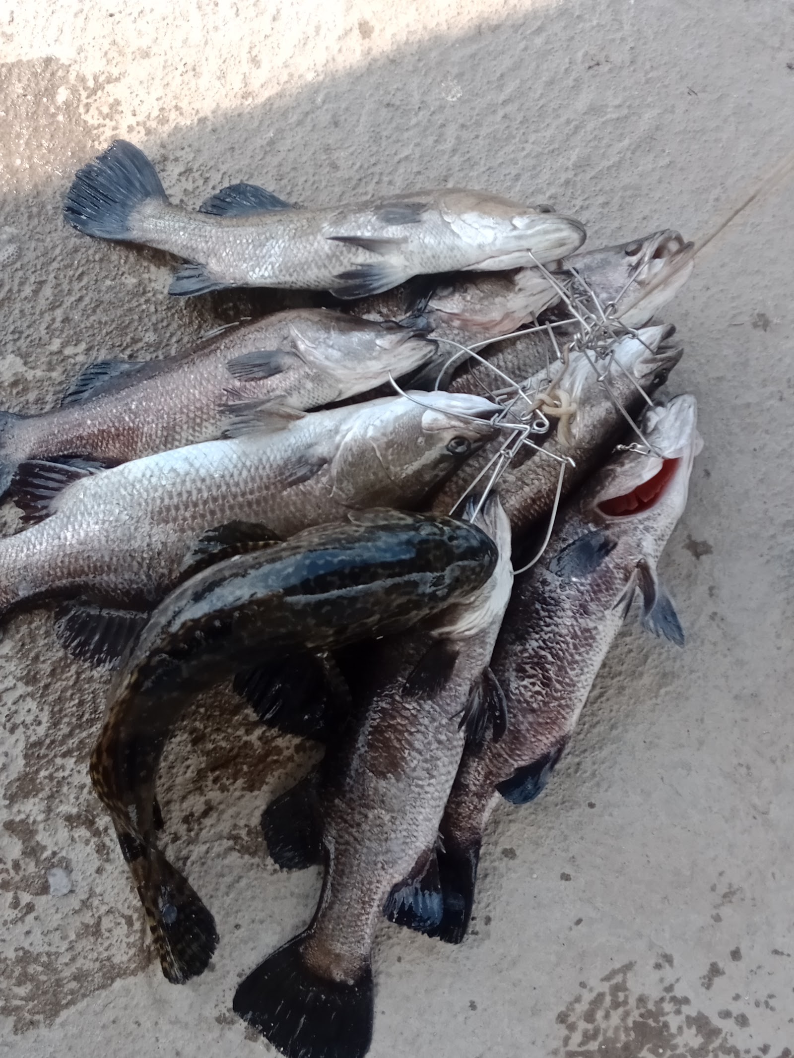 Kolam pancing Kolam Mancing Amj Alor Gajah