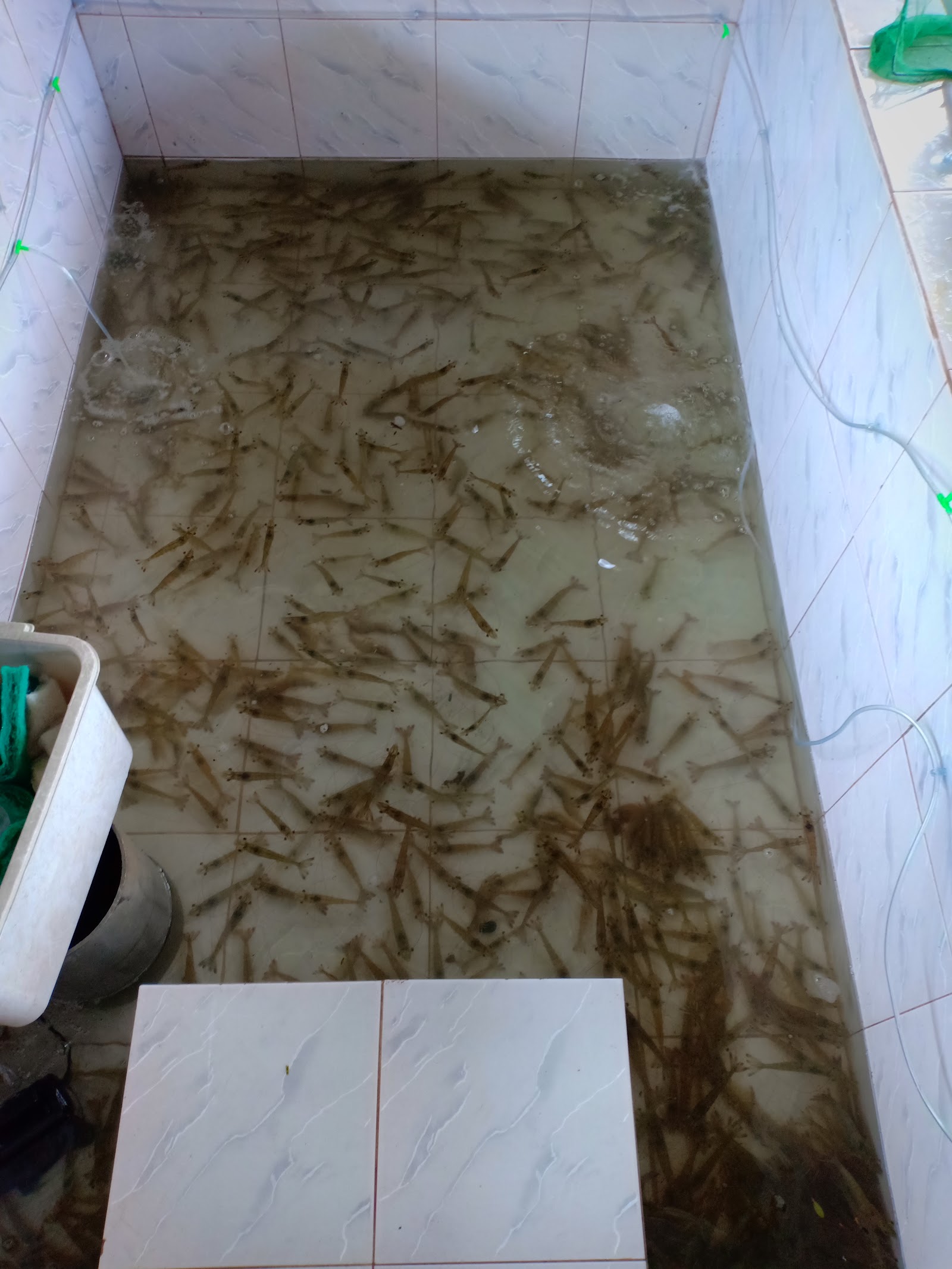 Umpan Udang Hidup Along, kolam pancing di Melaka (gambar 2)