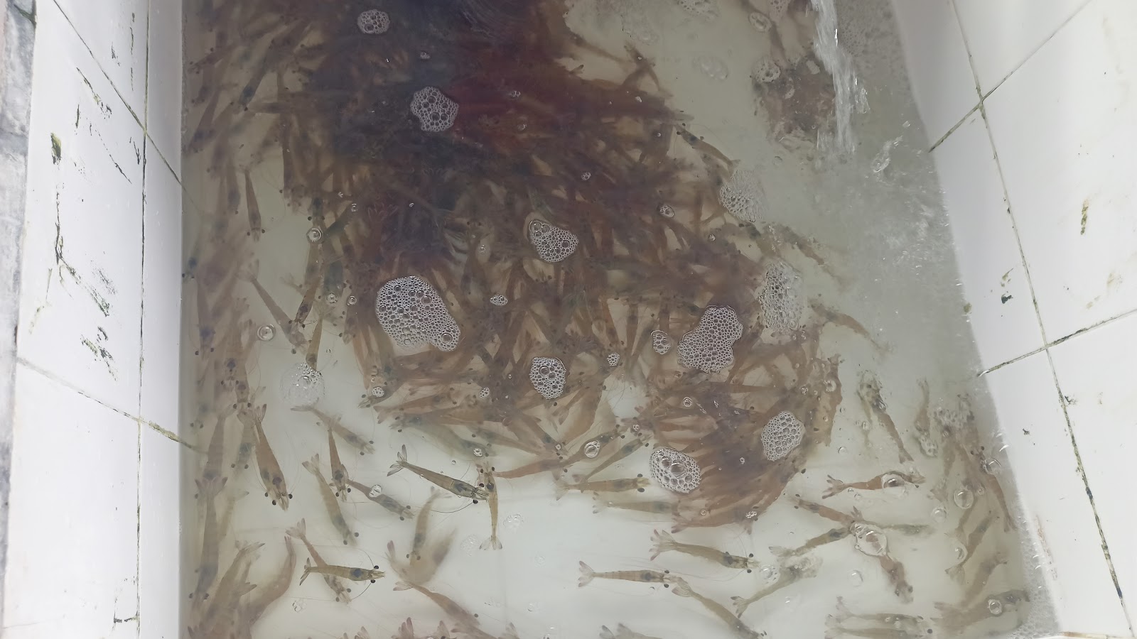 Umpan Udang Hidup Along, kolam pancing di Melaka (gambar 3)