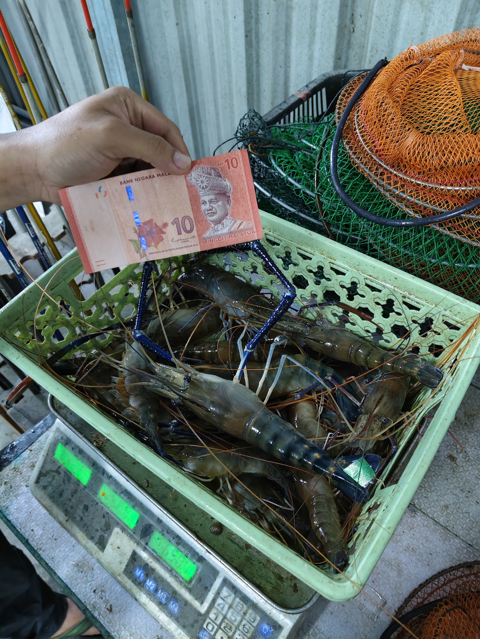 Kolam Pancing Udang Galah AZN, kolam pancing di Butterworth, Pulau Pinang (gambar 3)