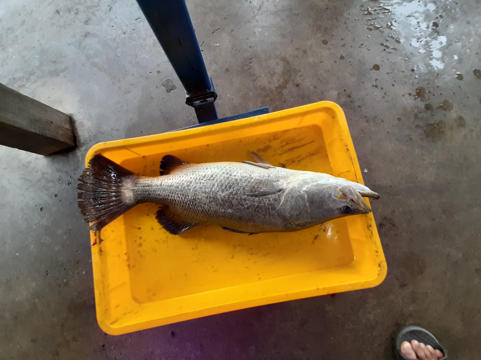 Juru Sport Fishing, kolam pancing di Simpang Ampat, Pulau Pinang (gambar 2)