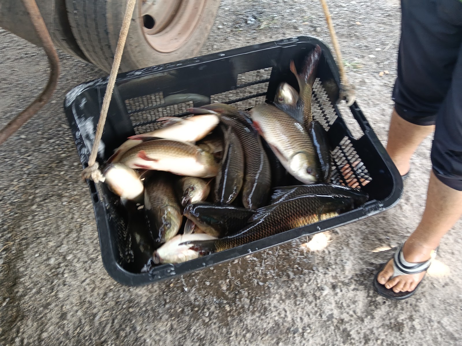 Qistina Kolam Pancing, fishing pond in Butterworth, Pulau Pinang (photo 3)