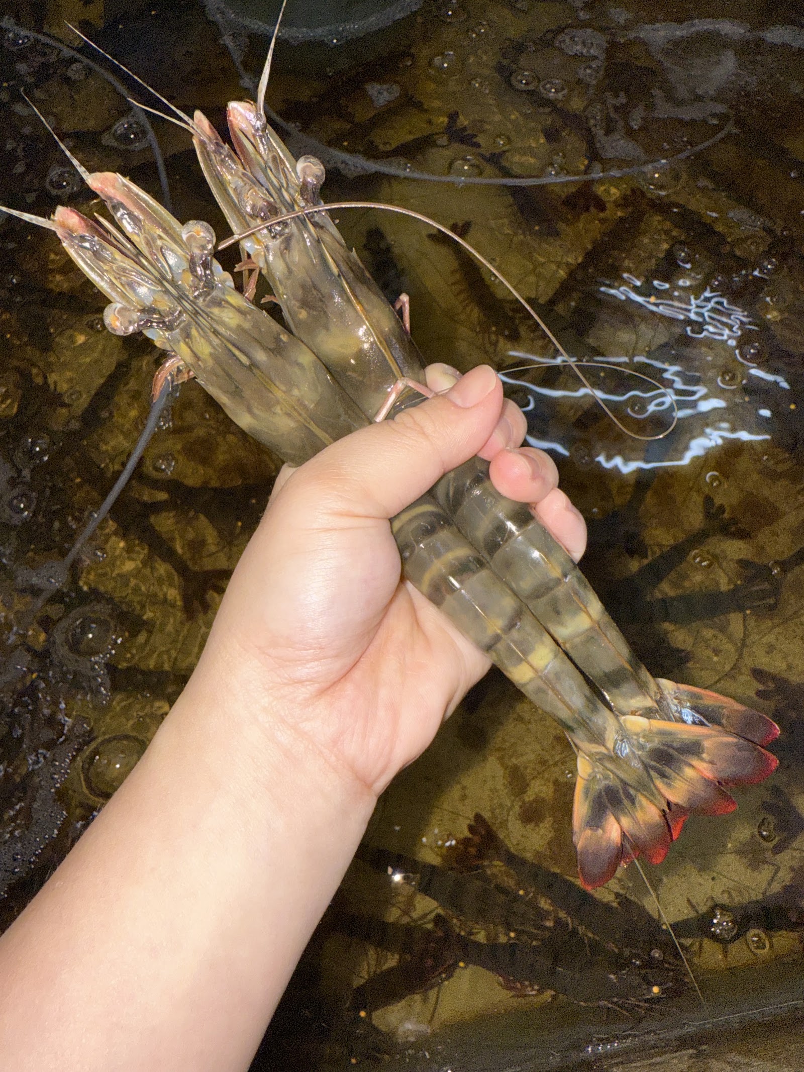HAPPY 99 FISHING SHRIMP POND, kolam pancing di Bukit Mertajam, Pulau Pinang (gambar 3)