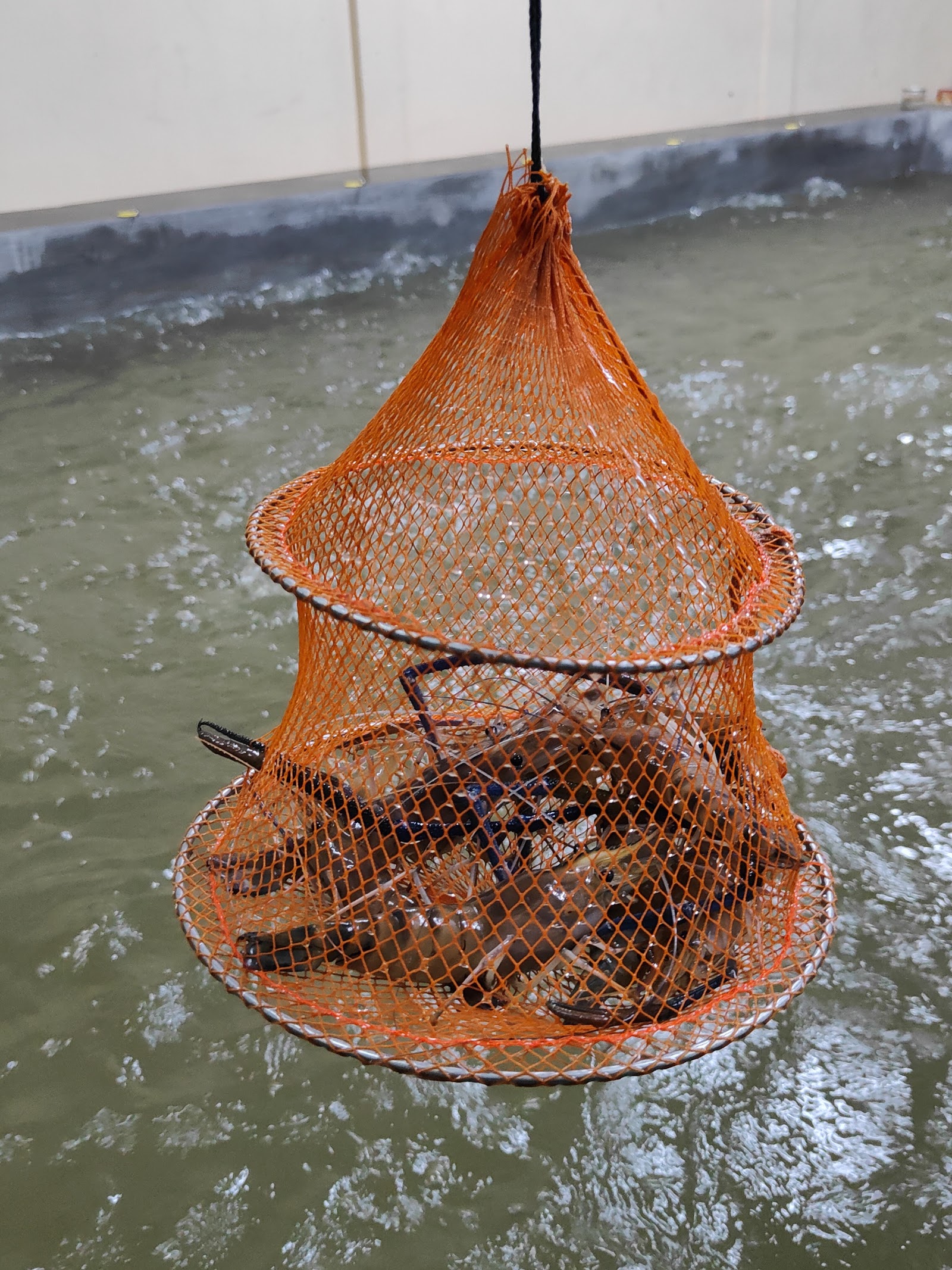 KOLAM MANCING UDANG FKS, kolam pancing di Kuala Lumpur (gambar 3)