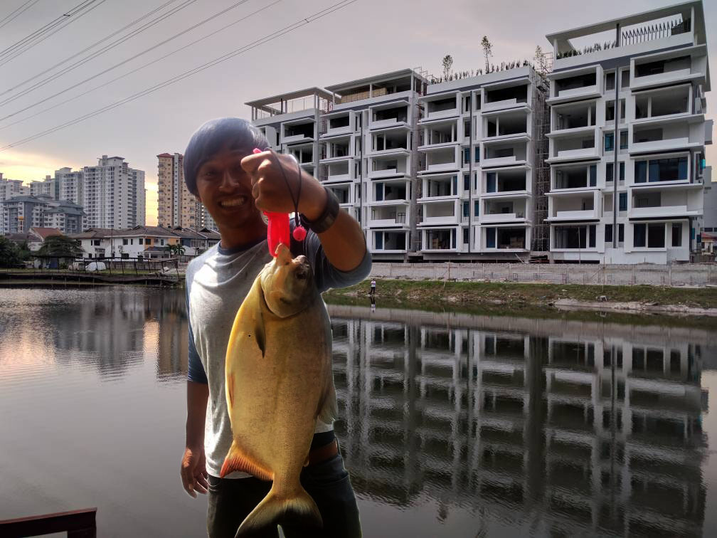 Kelana Laguna Fishing Pond, kolam pancing di Petaling Jaya, Selangor (gambar 3)