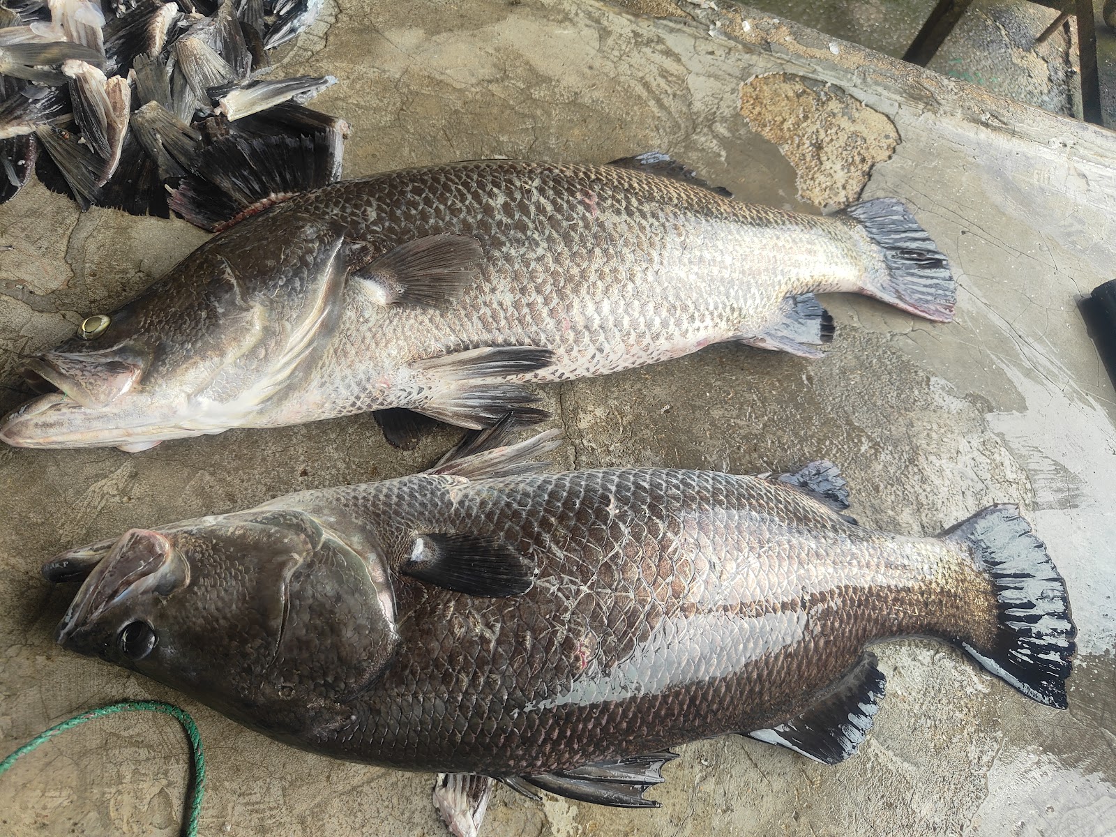 Kolam Memancing Siakap Sg Long, kolam pancing di Kajang, Selangor (gambar 2)