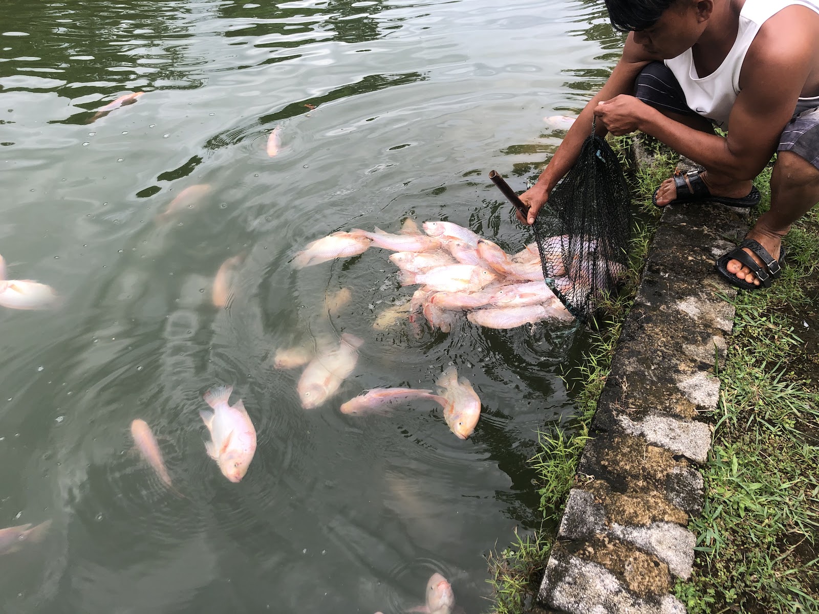 Kolam Fitri D’congkak, fishing pond in Hulu Langat, Selangor (photo 2)